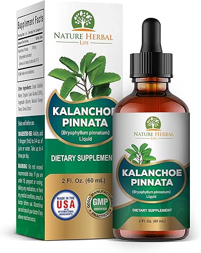 Kalanchoe Pinnata (Bryophyllum Pinnatum), glicerita, extracto líquido de hoja seca y tallo. Suplemento de hierbas, antioxidantes de Kalanchoe