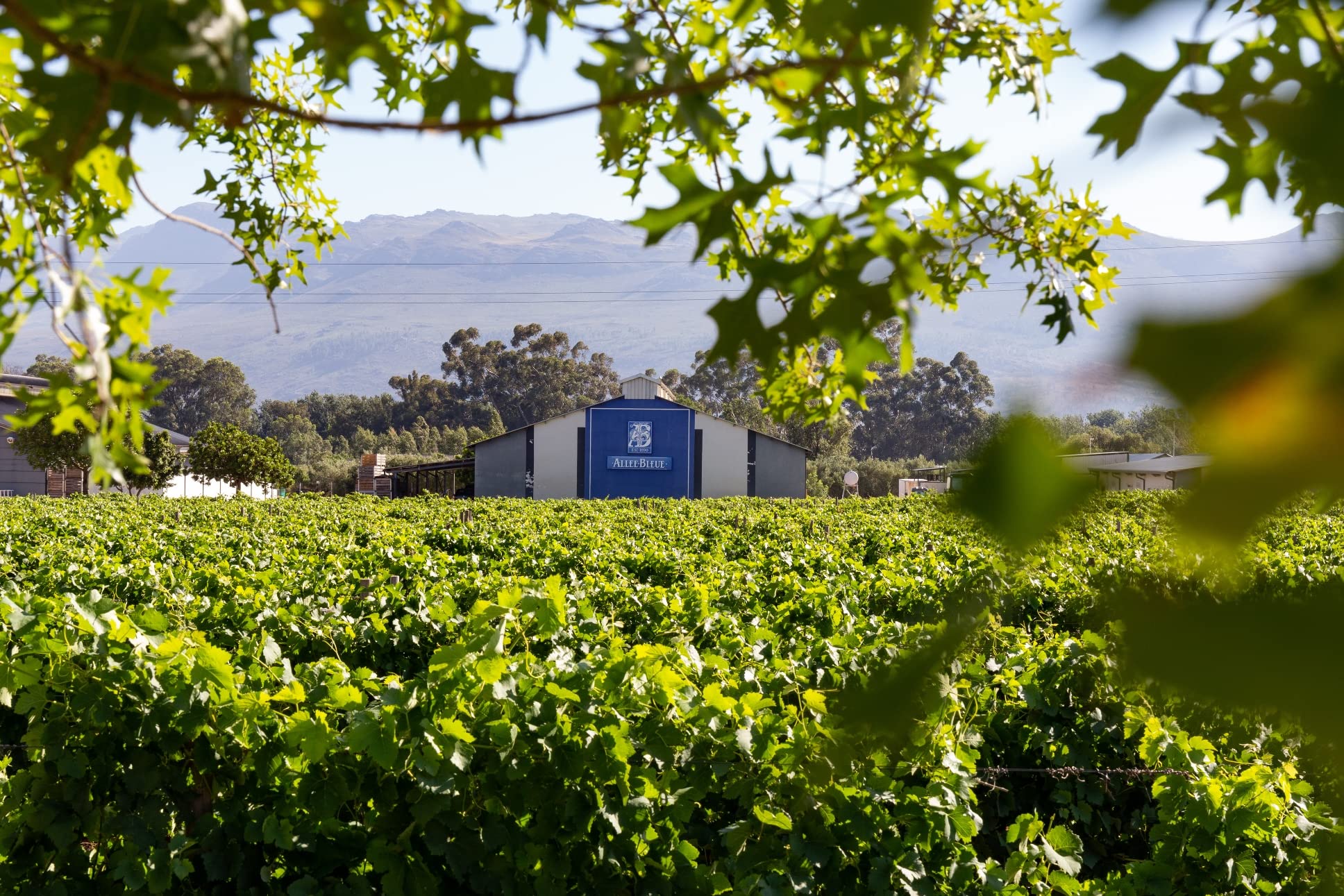 6 Flaschen Allée Bleue DER WEISSWEIN ZUM LACHS Sauvignon Blanc Chenin Wein trocken Südafrika