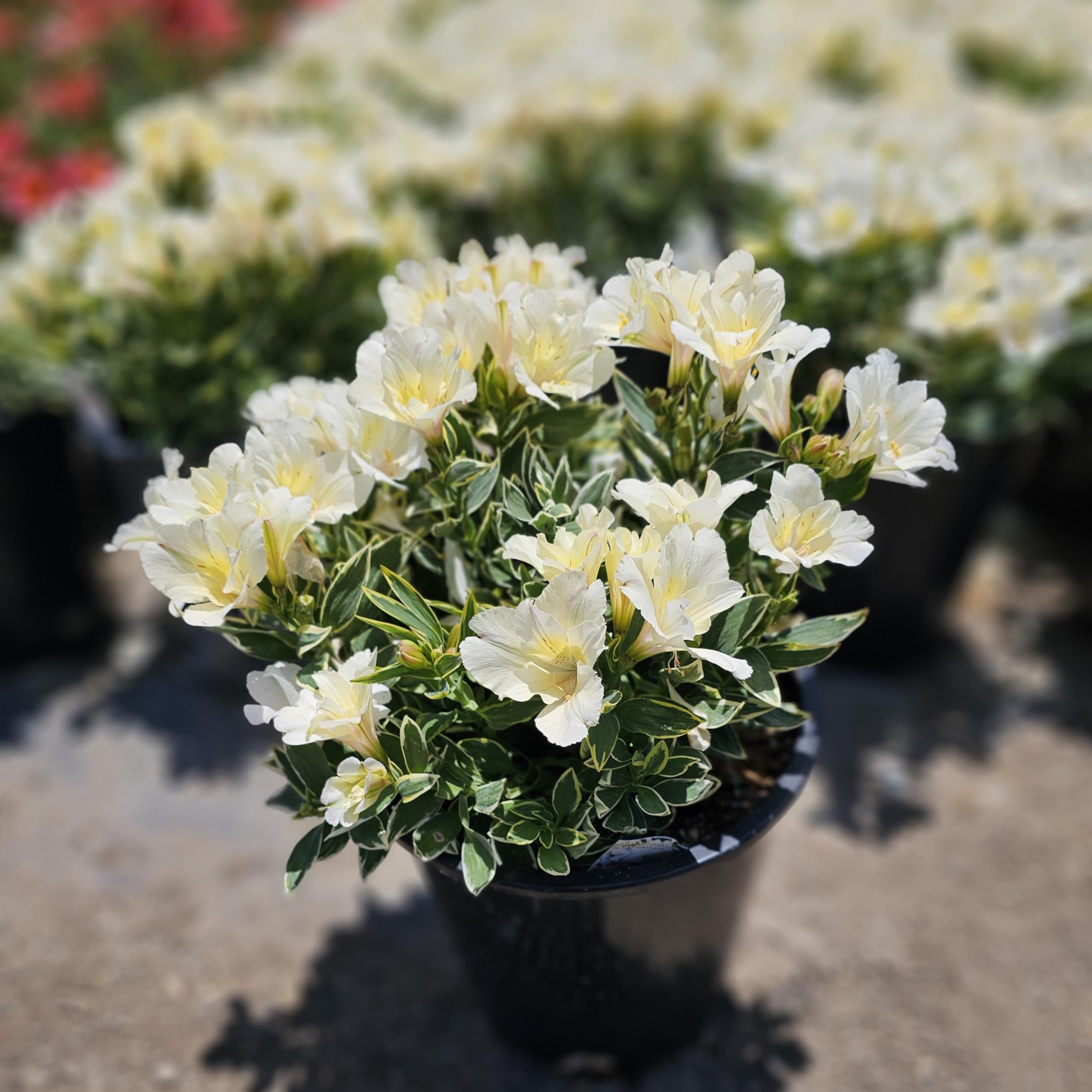 plant coral bells Heuchera Blondie Coral Bells for sale main image 1