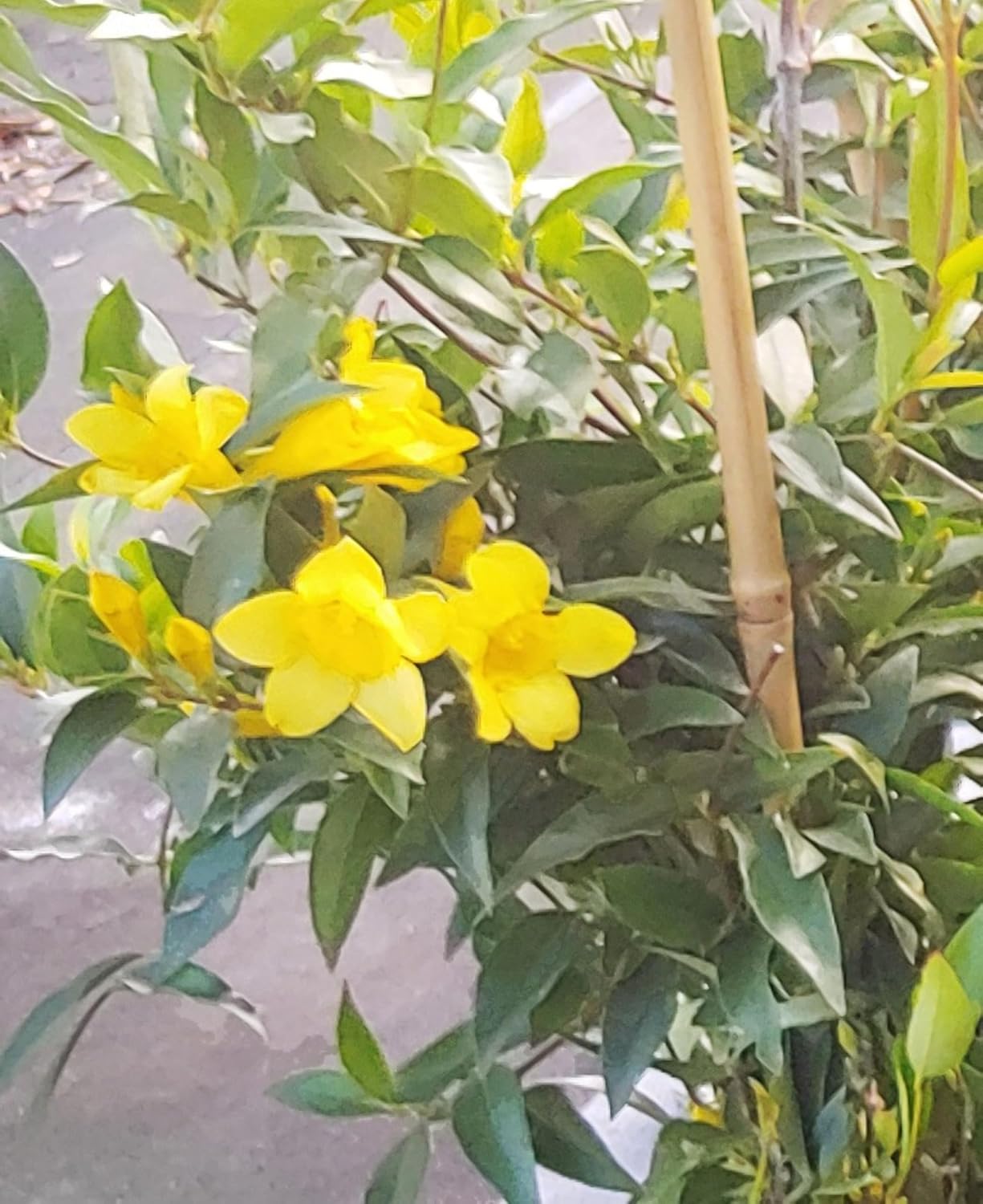 Jasmine Carolina Gelsemium Sempervirens, Yellow Flower Vine, 4 Inch Pot, Lot of 6