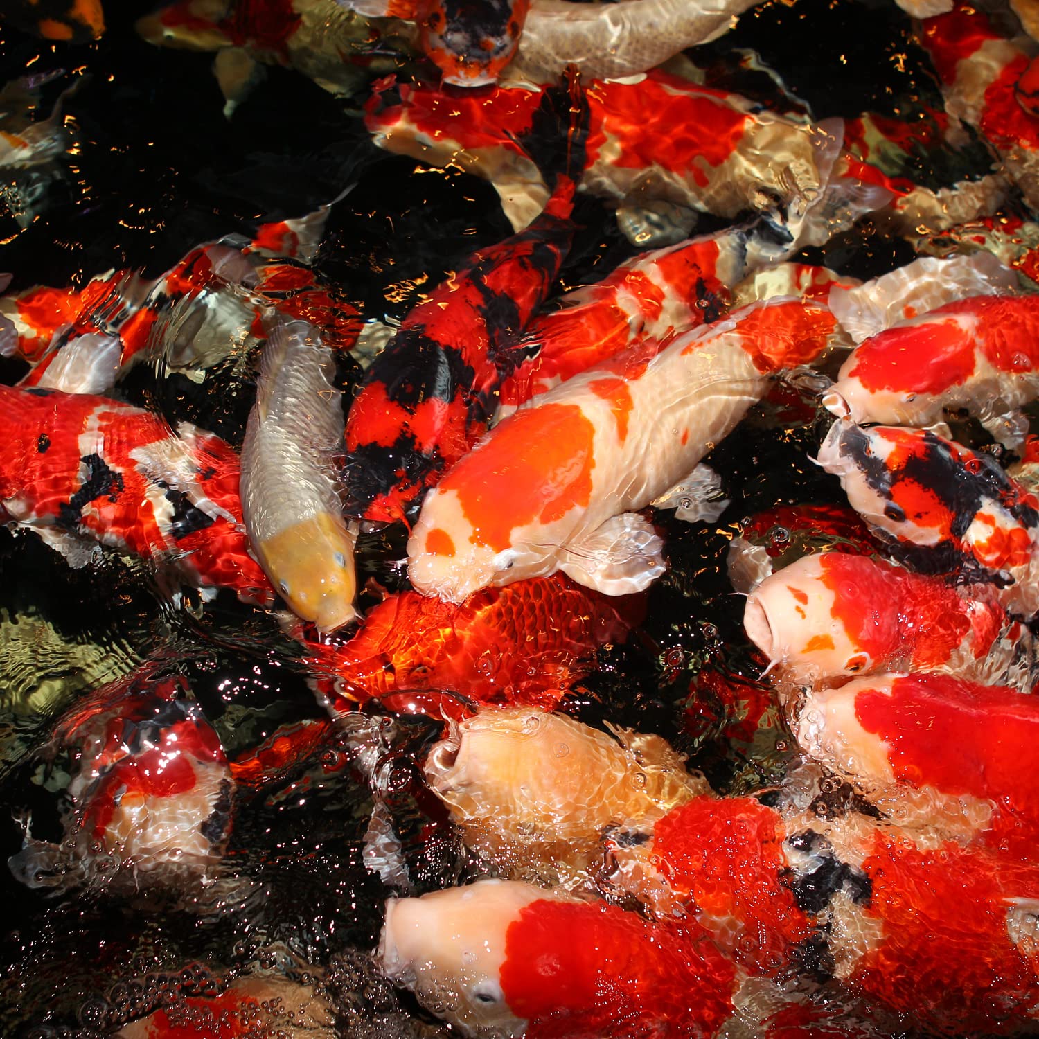 JBL Propond Autumn+Prepare 3 Kg őszi Süllyedő Tavi Haltáp