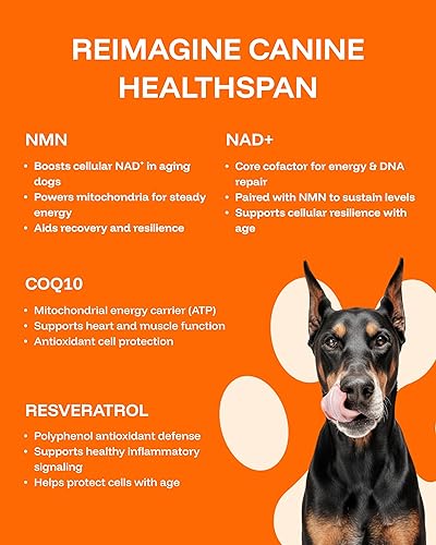 Dog Longevity Supplement NAD+ & NMN — packaging and what arrives in the box