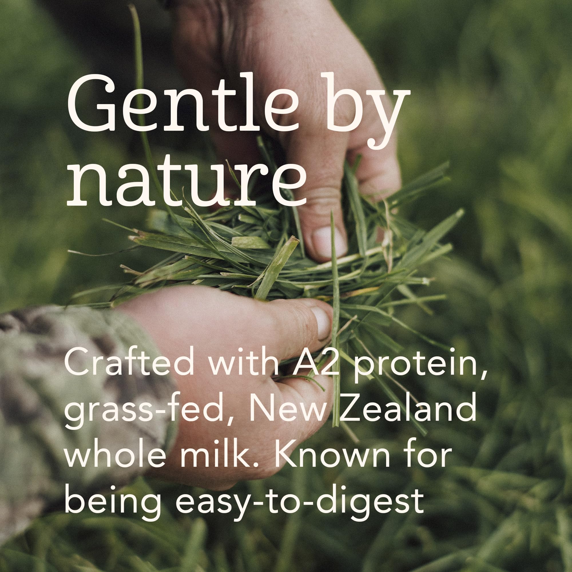 Haven A2 Kuh-Kleinkindformel, Vollmilch, ohne Zuckerzusatz, keine Samenöle, Grasmilch aus Neuseeland, DHA Omega-3, Probiotika und Präbiotika, Lutein, leicht verdaulich, ab 12 Monaten, 400 ml (6er-Pack