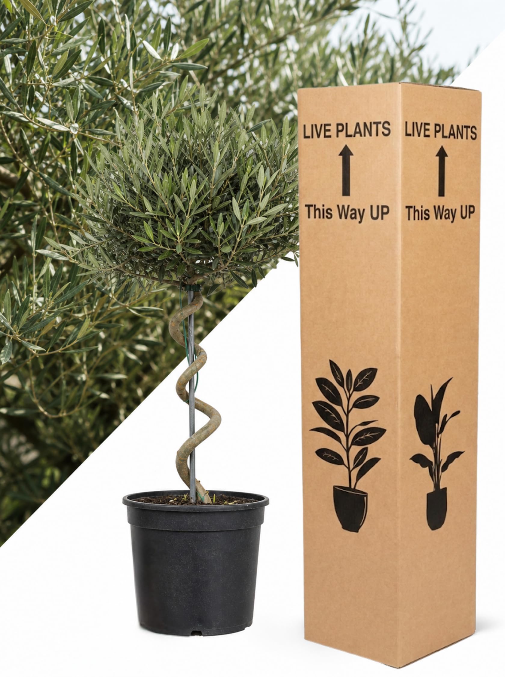 Spiral Olive Tree in 5Ltr Pot – Ornamental Olea Europaea Topiary | Live Mediterranean Evergreen for Patio, Garden, Indoor & Outdoor | Low Maintenance, Drought Tolerant, Gift Ready