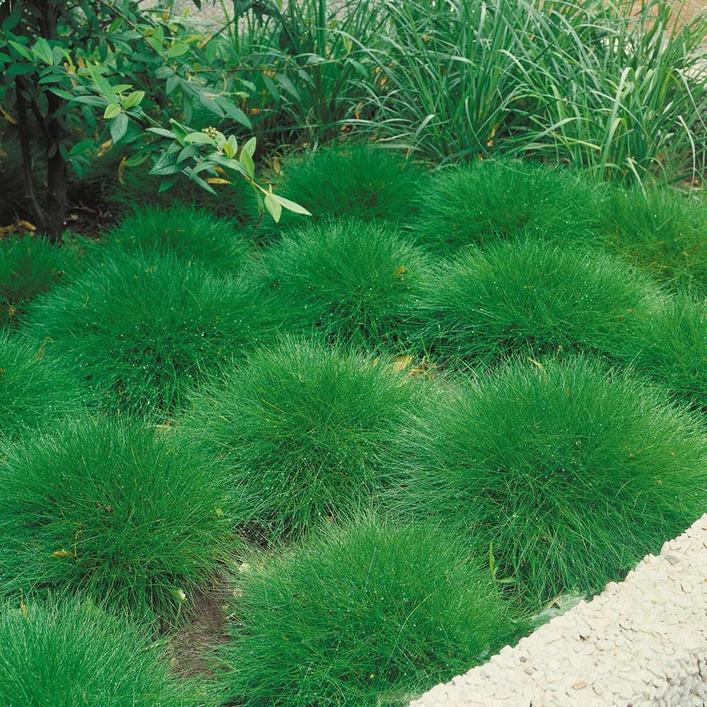 Stauden Gänge 3 x Festuca gautieri (Ziergras/Gräser/Winterhart/Mehrjährig/Immergrün/Staude) Bärenfellgras - Immergrün, robust und stilvoll zugleich - perfekter Bodendecker