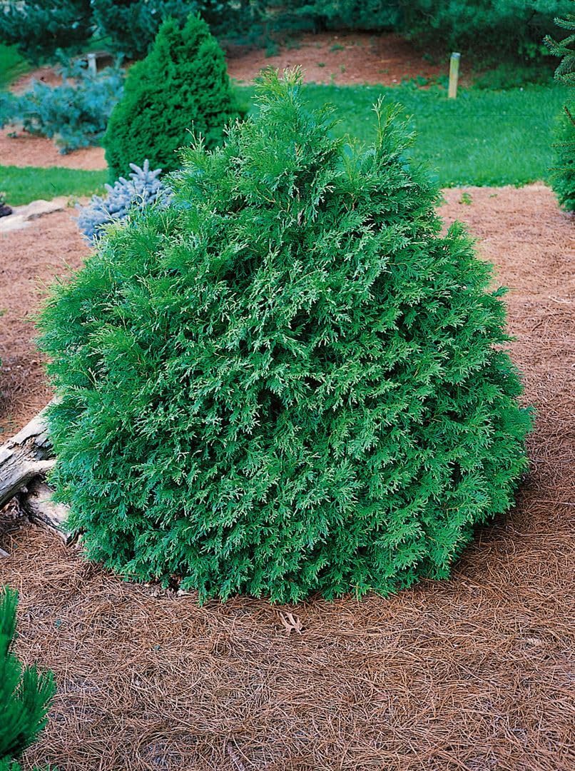 Thuja occidentalis 'Recurva Nana' 70-80 cm - Zwerg-Lebensbaum, kompakt und  kugelig, ideal fr Hecken und Kbel, immergrn, winterhart und pflegeleicht  : Amazon.de: Garten