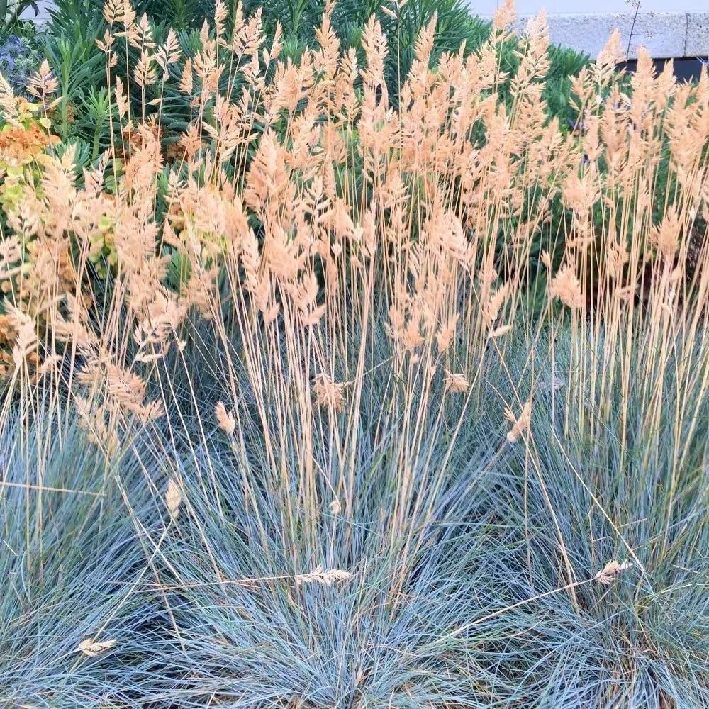 Plant Theory 9cm Pot Festuca Glauca Elijah Blue Blue Fescue Grasses