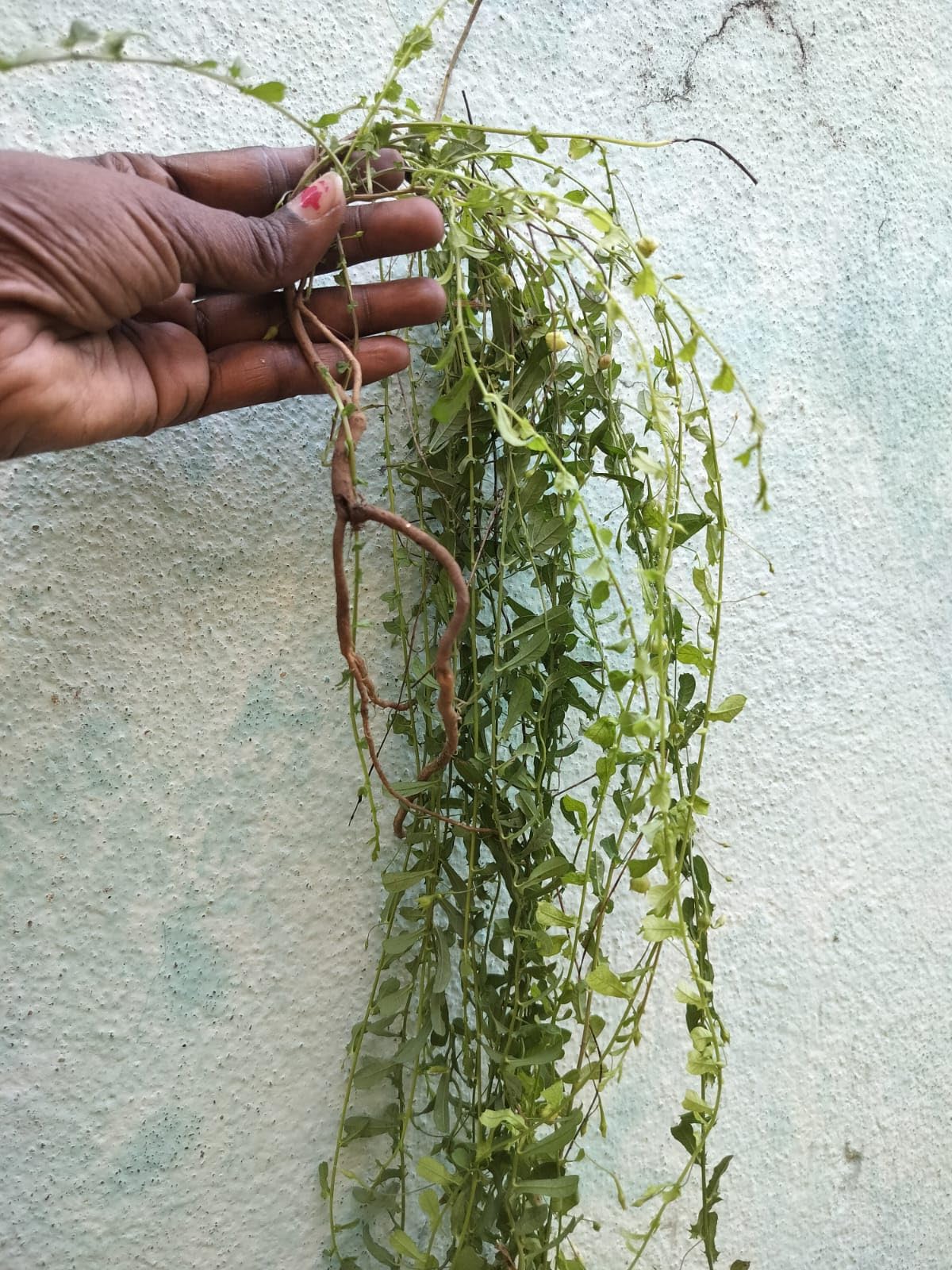 Gandhprasarini Fresh Leaves/Bakuchi gandal Muthiar koonthal/Paederia Foetida Fresh Leaves - 50 Grams-image-14