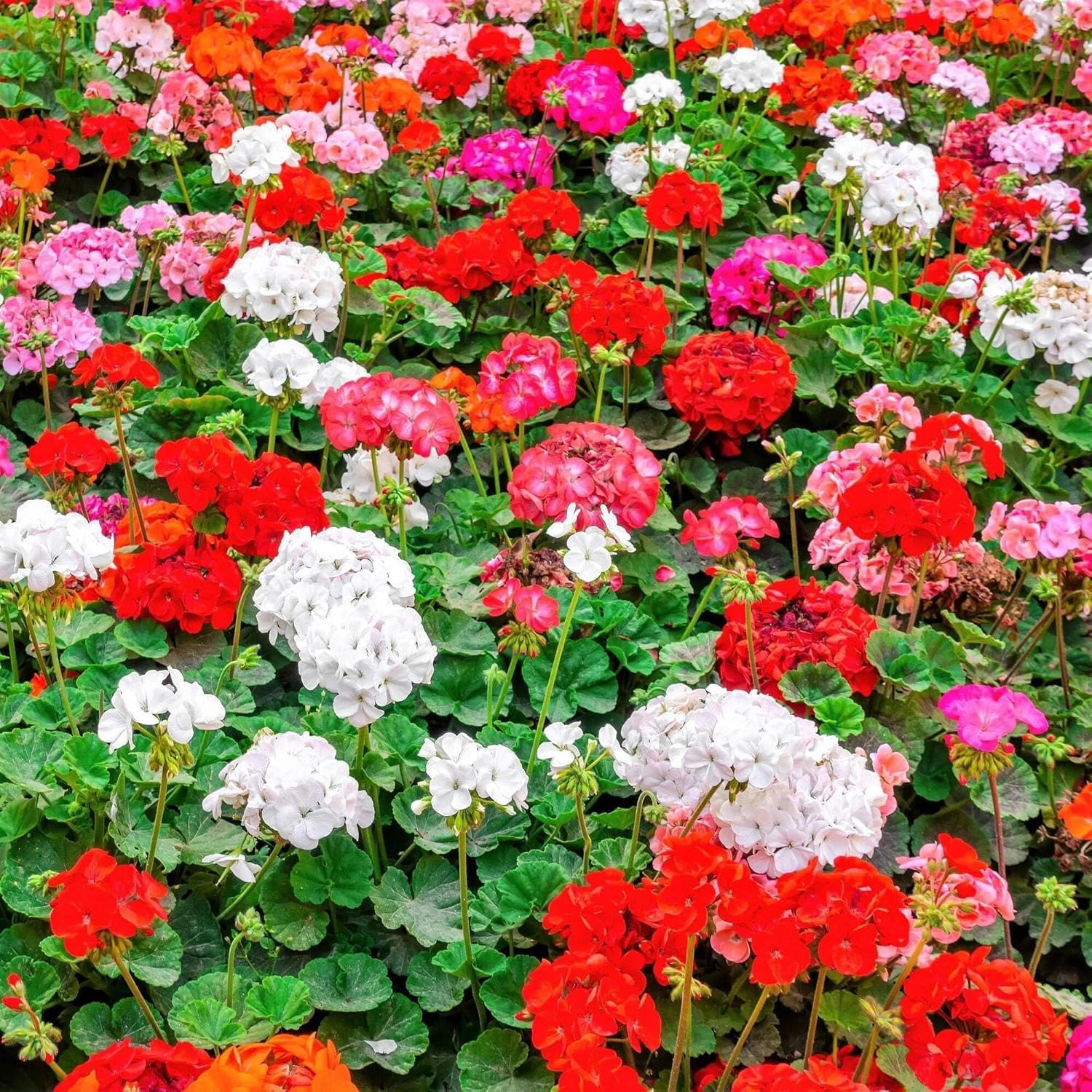 Amazon.com : 25+ Mix Color Geranium Seeds Perennial Bloom Flower Geranium  Flower Seeds Heirloom Non-GMO Outdoor Indoor Garden Home Attract  Butterflies and Bees : Patio, Lawn & Garden