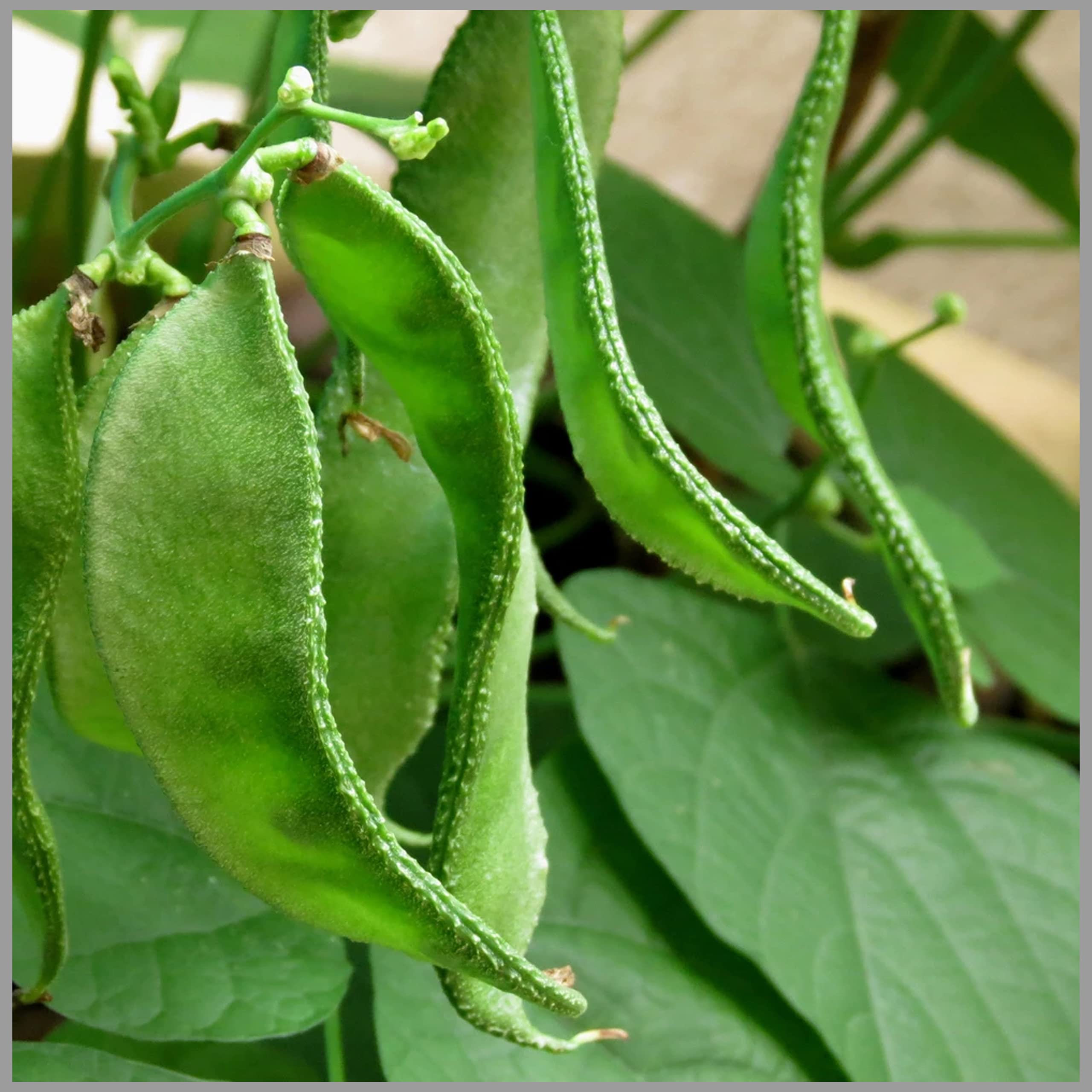 GardenHunt Broad Beans Lima Bean/Patta Avarai Traditional Plant Seeds (Pack of 20 Seeds) (B088DFSXM8) Amazon Price History, Amazon Price Tracker