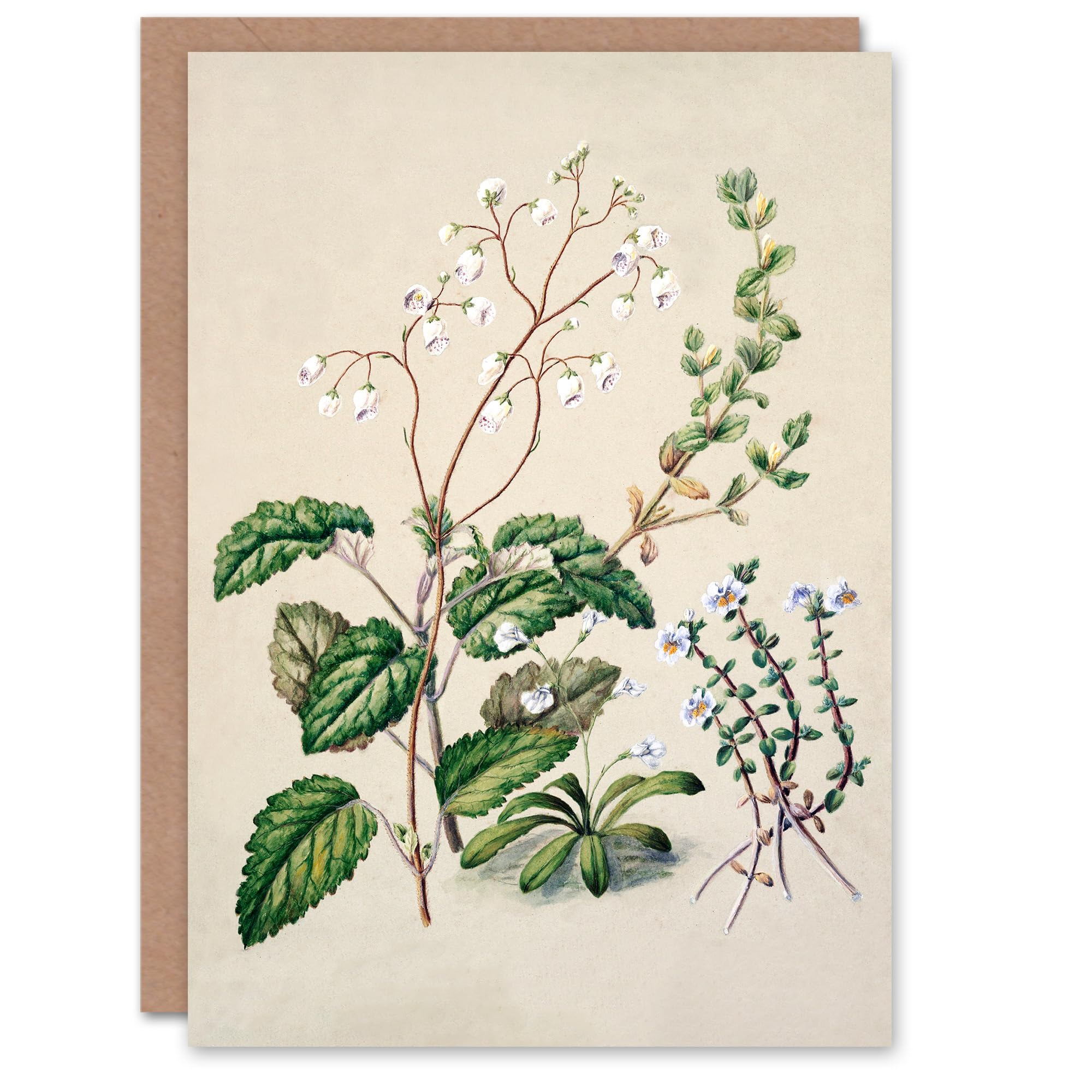 Artery8 Sarah Featon Art Card New Zealand Swamp Mazus Flowering Plant