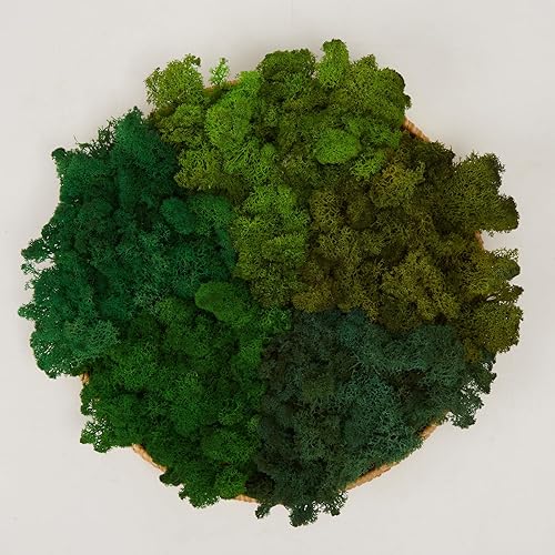 Miniatura 40 de Musgo de Reno Preservado Verde Natural Kit de Bricolaje Arte de Jardinería Decoración de Pared Decoración de Floristería Decoración de Mesa