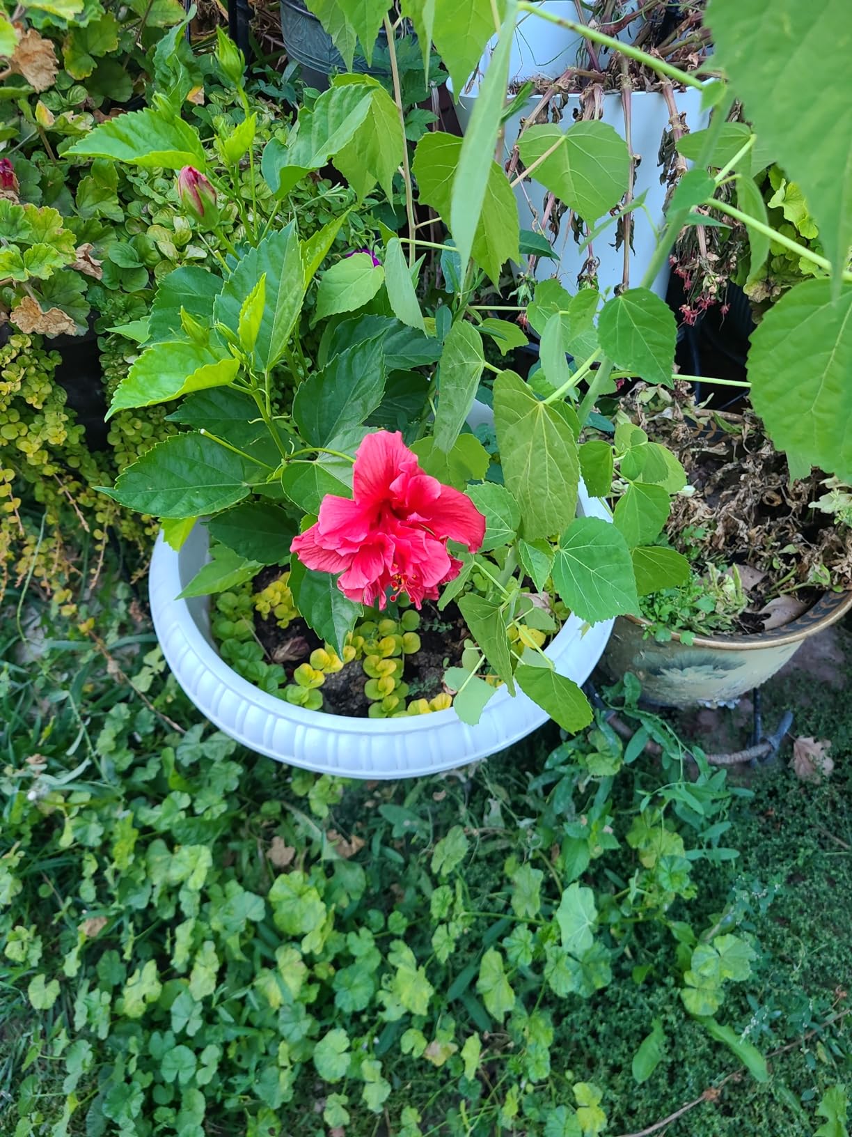 Hibiscus Plant Live, Tropical White Hibiscus