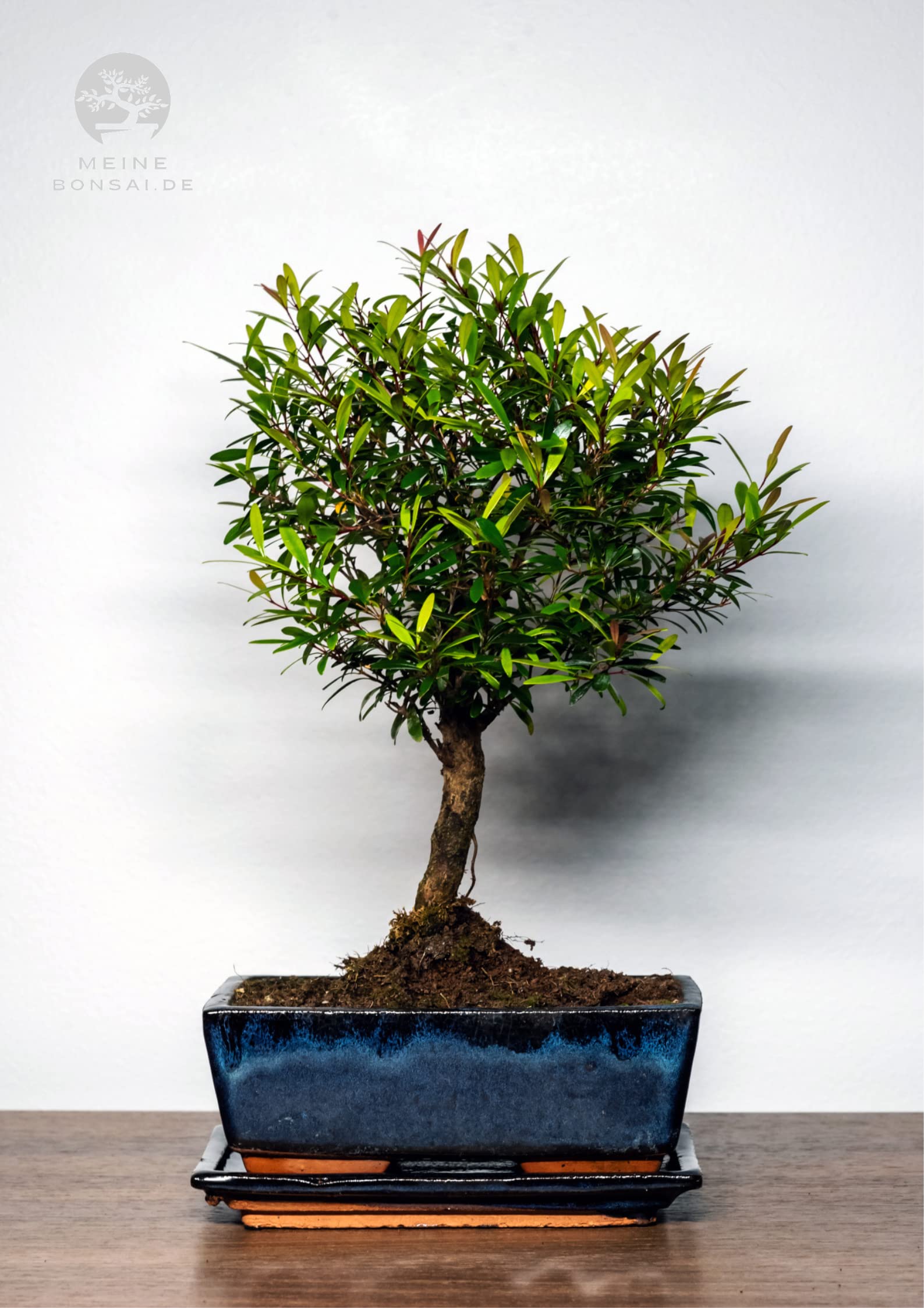 syzygium bonsai (approx. 8 order 10 years) : Amazon.de: Garden