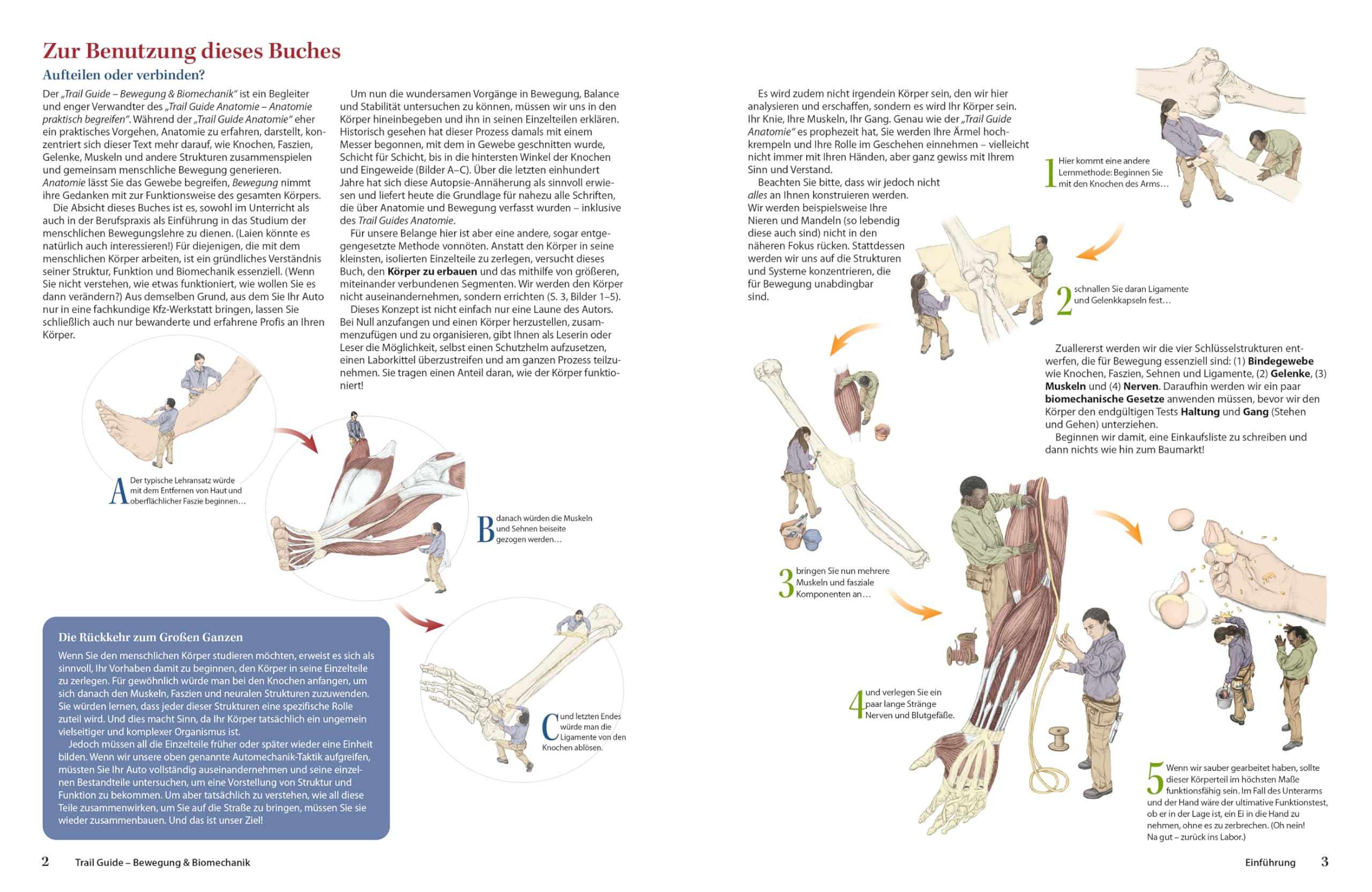 Trail Guide – Bewegung und Biomechanik: Schritt für Schritt Bewegung verstehen