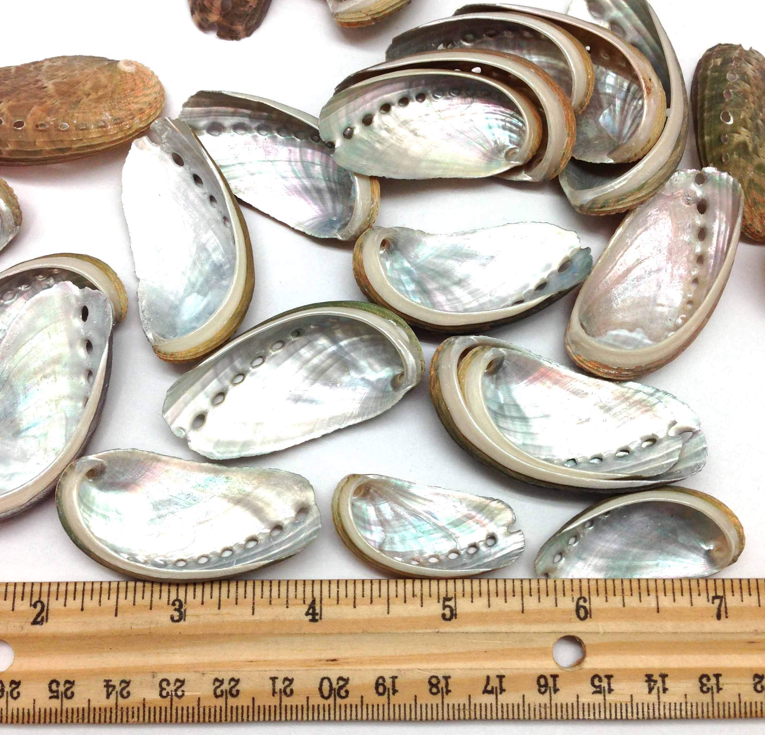 PEPPERLONELY 30 PC Natural Green Donkey Ear Abalone Sea Shells, 1-1/2 Inch ~ 2 Inch