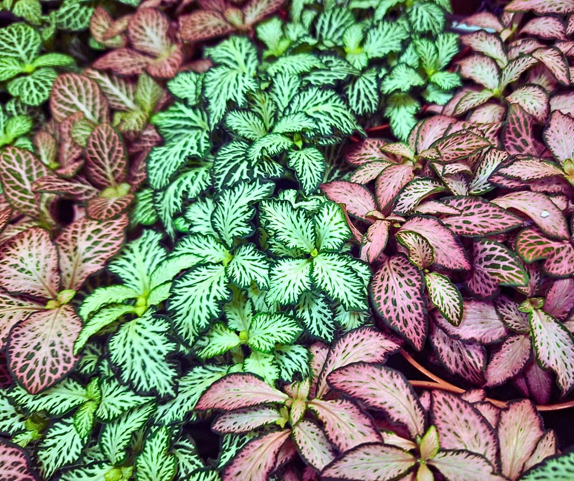 Live Fittonia Nerve Mosaic Plant, Pink, Green, White, 8cm, Indoor Pet Friendly (5, Mixed) — image 1