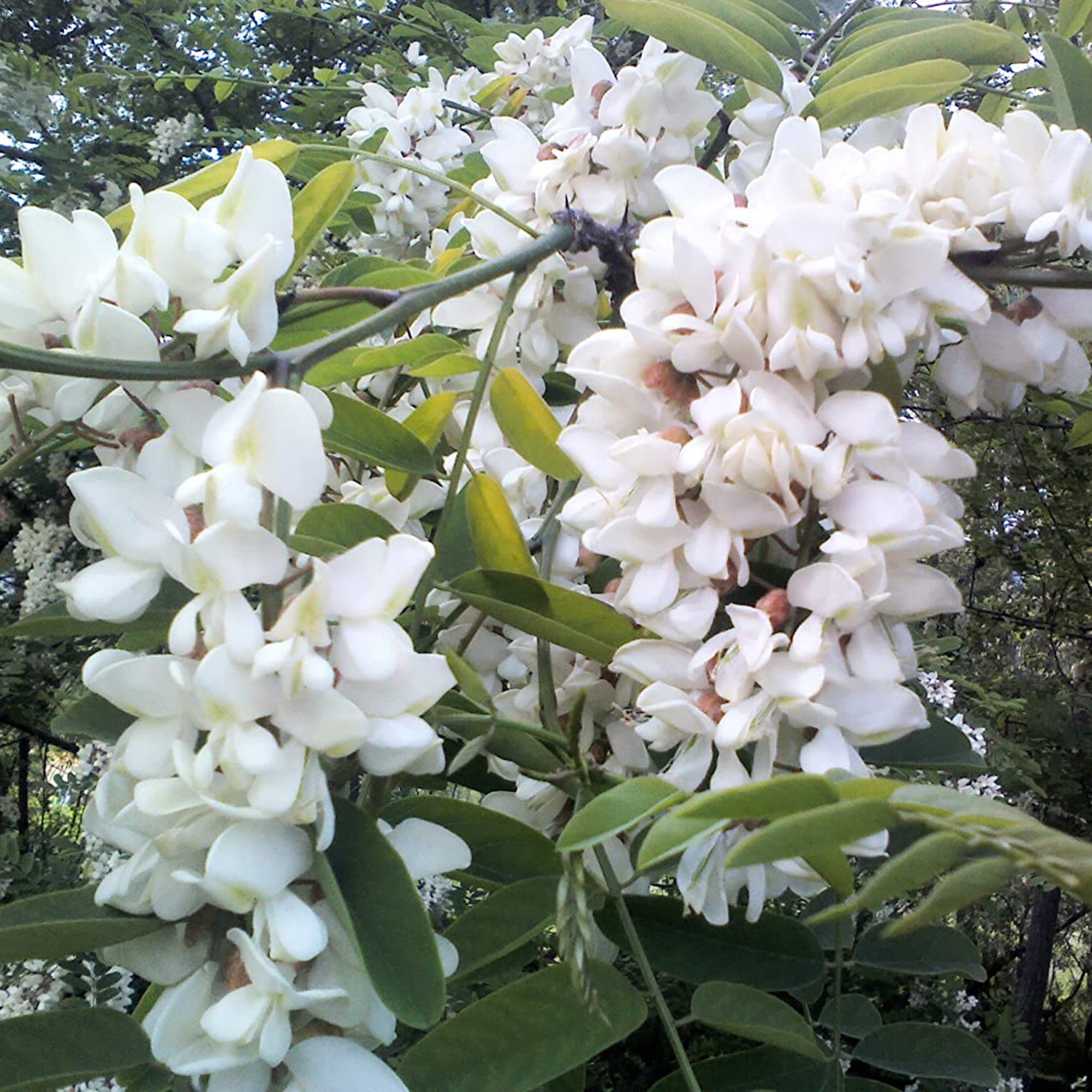 Black Locust Seeds Robinia Pseudoacacia Deciduous Tree Fast Growing Fragrant Flowers Ornamental Tree in Gardens Parks Outdoor 25Pcs Tree Seeds by YEGAOL Garden