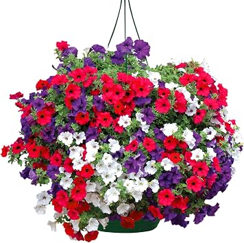 Seeds Petunia Unicum Rainbow Mix - Annual Flowers for Planting - GMO Free