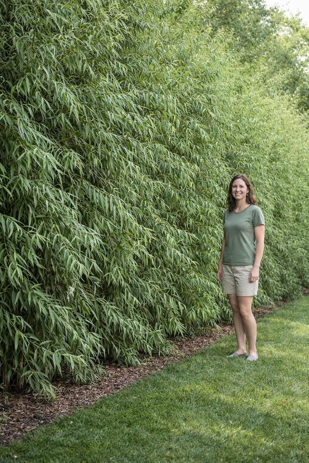 Green Wall Willow Privacy Tree Cuttings to Grow – Ultra Fast Growing Privacy Screen – Hedge Willow Living Fences, Windbreaks & Natural Borders (50 Cuttings)