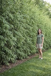 Green Wall Willow Privacy Tree Cuttings to Grow – Ultra Fast Growing P...