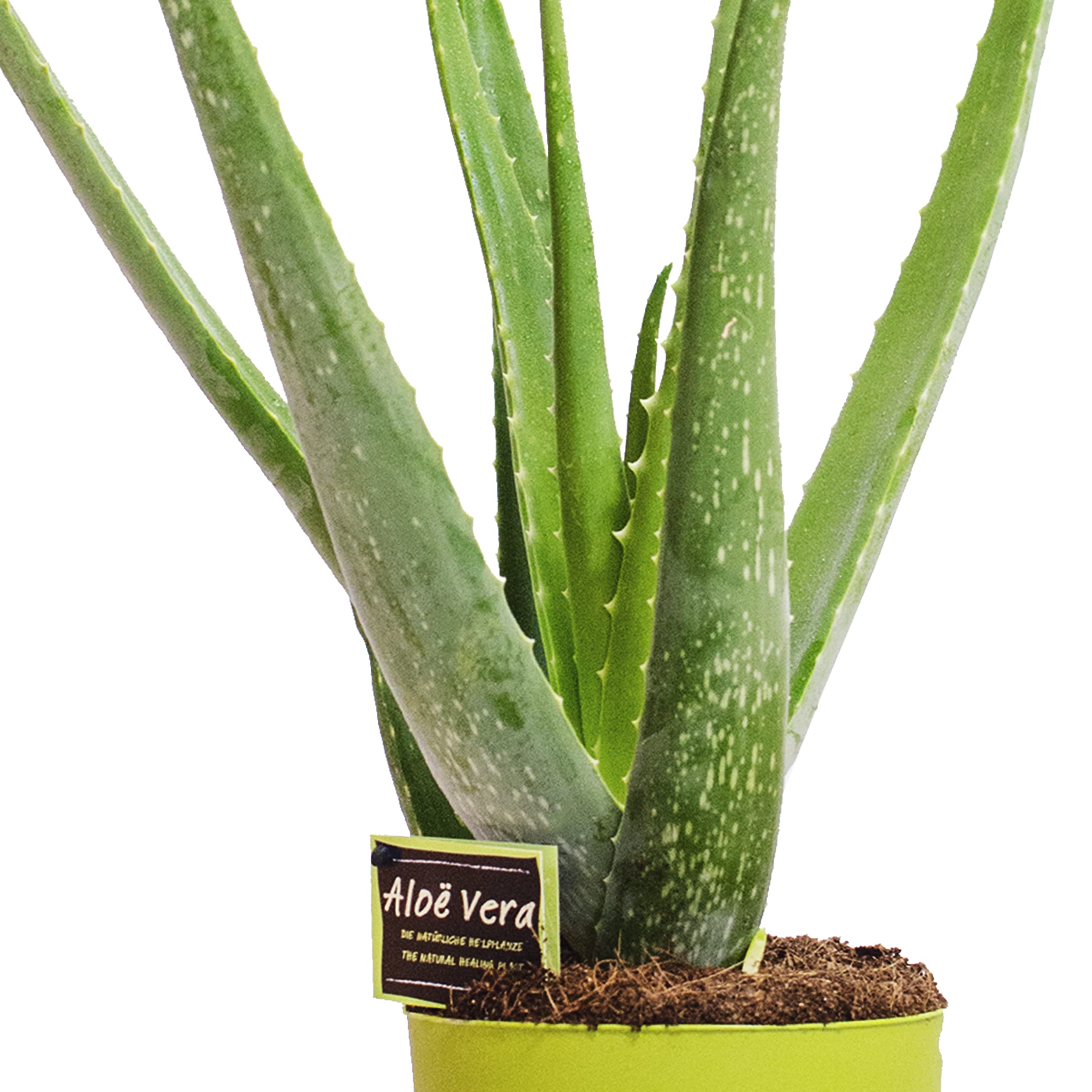 Echte Aloe Vera 25-35 cm Bio Pflanzen Set - Zimmerpflanzen Aloe Vera Gel in  Blttern aloe vera blatt saft selbst zchten Immergrn Natrliche  Sukkulente Heilpflanze sukkulenten (1 Pflanze) : Amazon.de: Garten