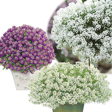 Amazon 花苗 スーパーアリッサムセット 3種3株 各1株 国華園 22年秋商品 花