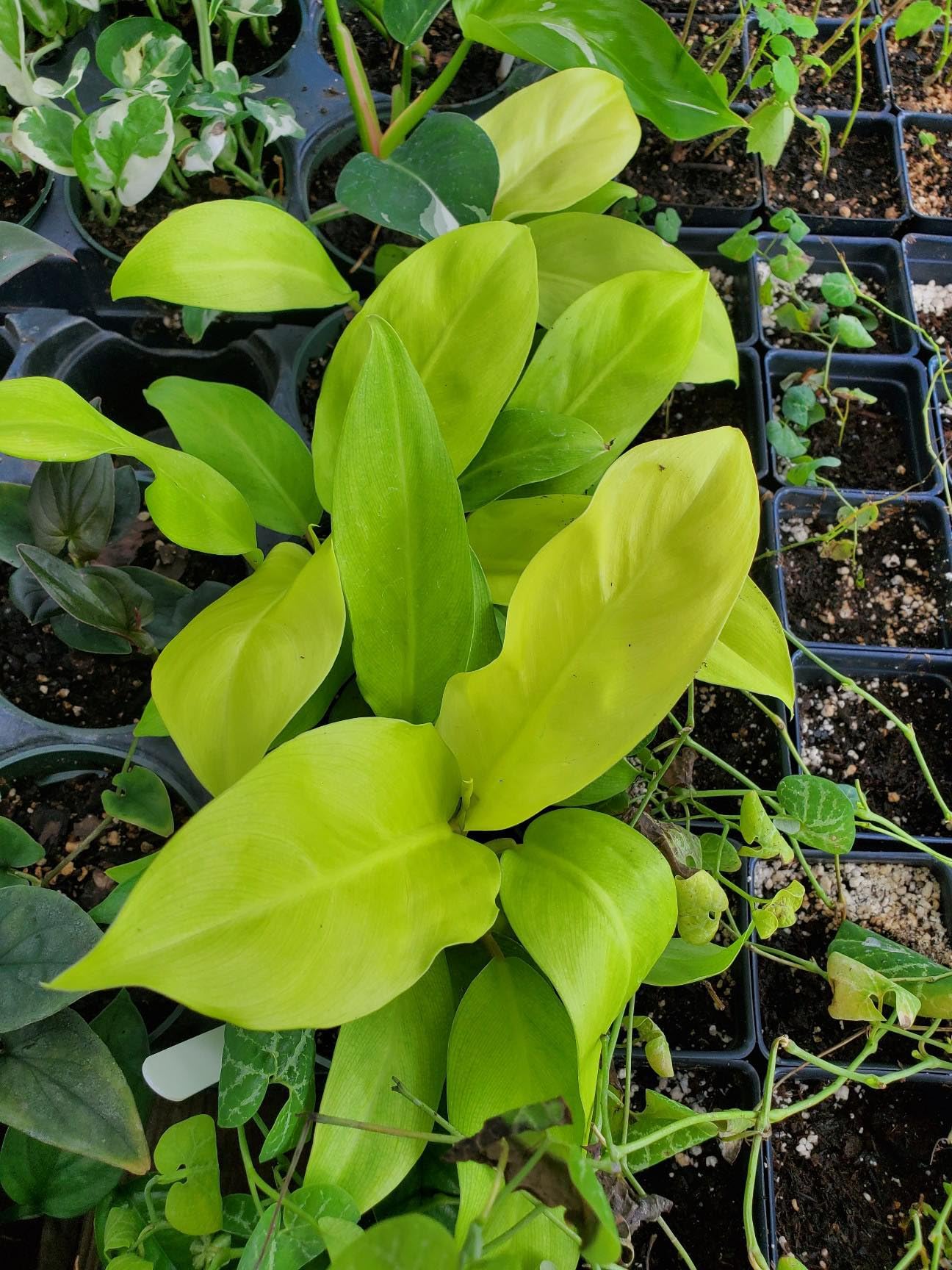 Philodendron | Ceylon Gold | Erubescens Gold Natural Live Plant | Pack of 1  with pot : Amazon.in: Garden & Outdoors