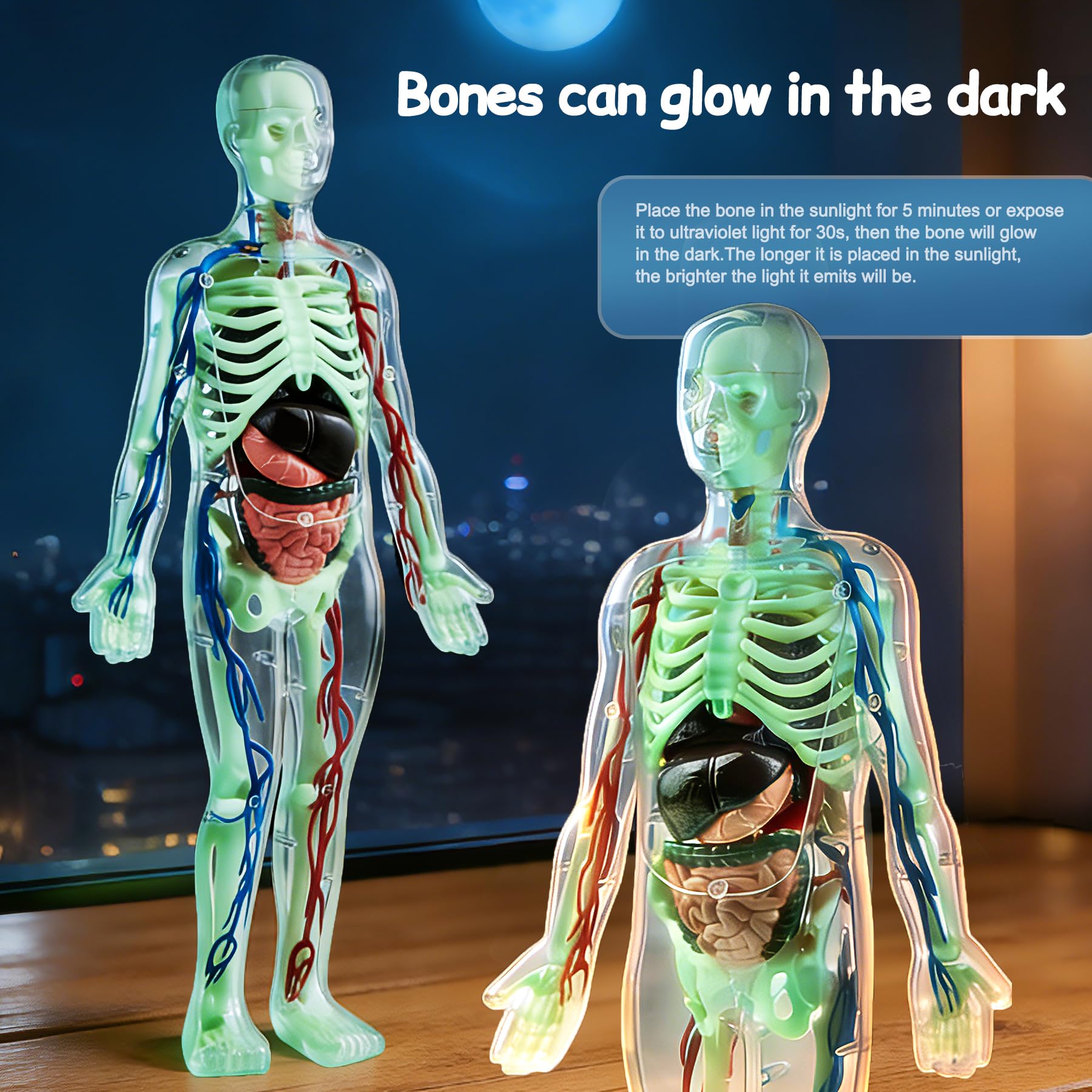 Human Body Model for Kid Human Anatomy Torso.Educational Science Kit, Multicolored, 8 cm x 19 cm x 31 cm - Image 4
