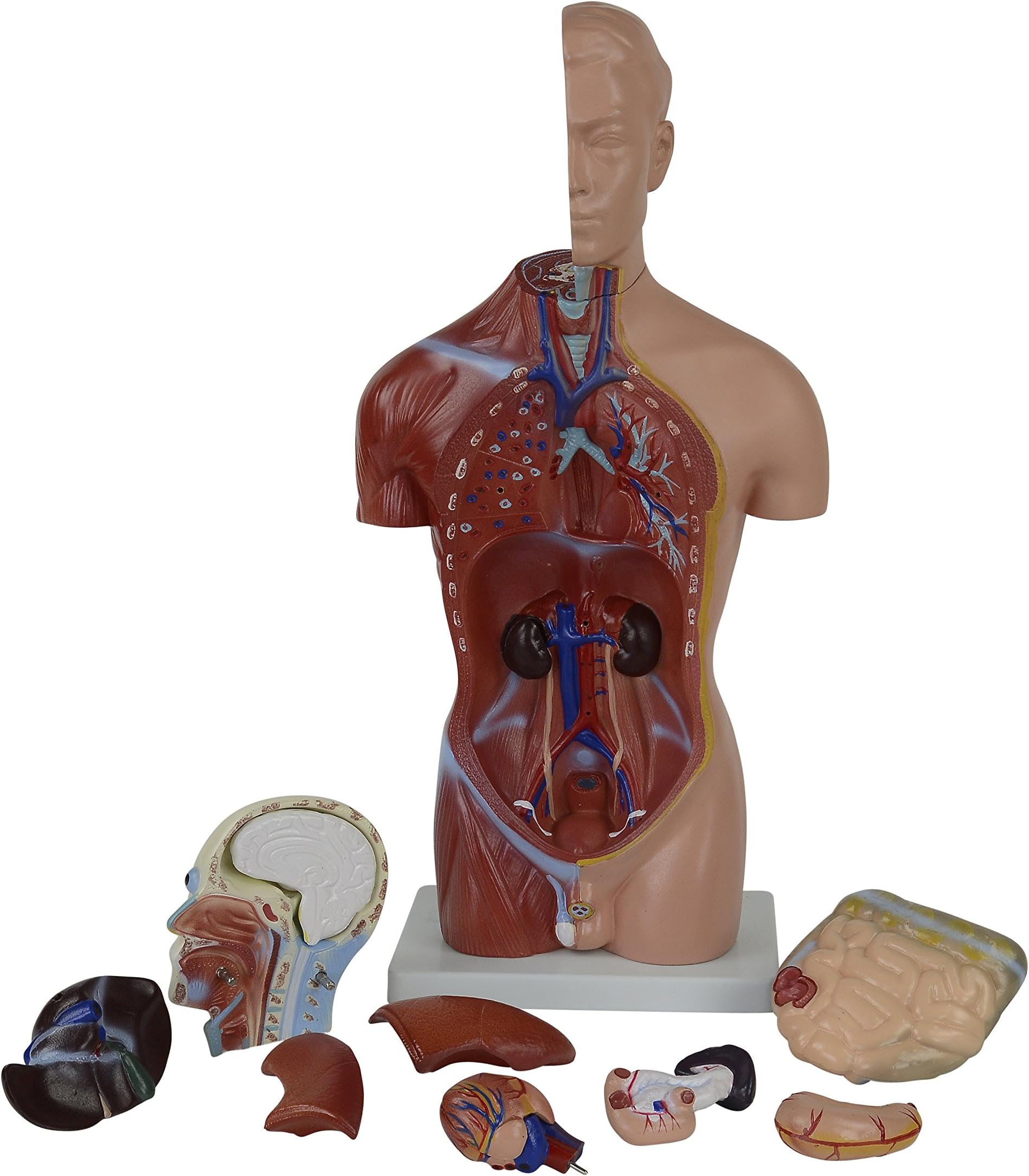 Human Anatomy Model - 17"/ 43cm Human Torso Model - Human Body Model with 13 Removable Organs Including Quick Reference Anatomy Guide. Hands-on Learning for Anatomy Students and Teachers