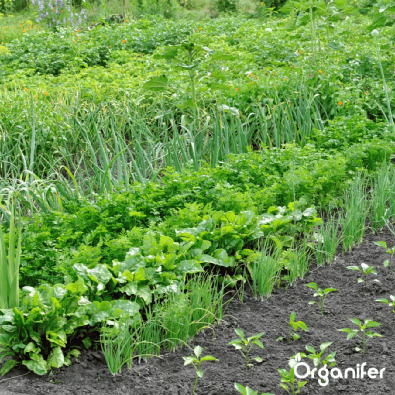 Concentrado Para Suelo - 5L = 500m2 | Hongos Del Suelo - Concentrado Para Plantas Sanas - Cuidado Del Jardín - Fertilizante Líquido - Organifer