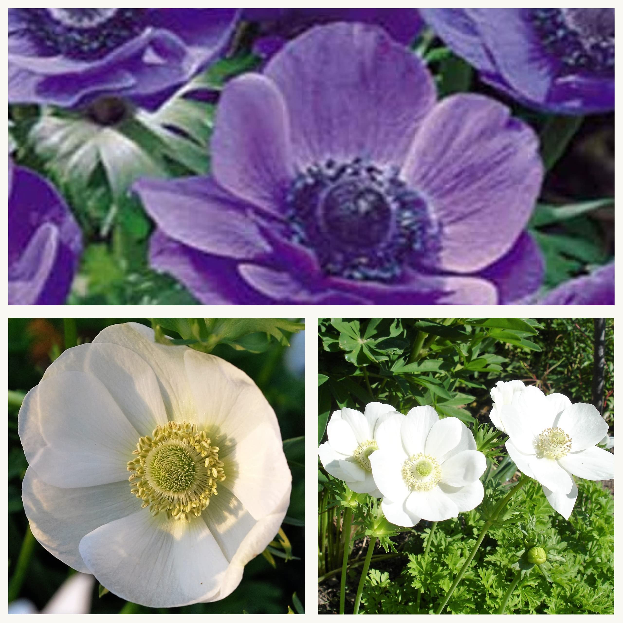 Anemones Mr Fokker/The Bride Flower Bulbs/Corms x 30. 15 of Each. Beautiful Bright Flowers