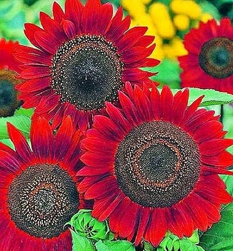 Miniatura 2 de Semillas de girasol para plantar (50 semillas por paquete) - Fácil de cultivar en un jardín de girasol diverso (gigante rojo)