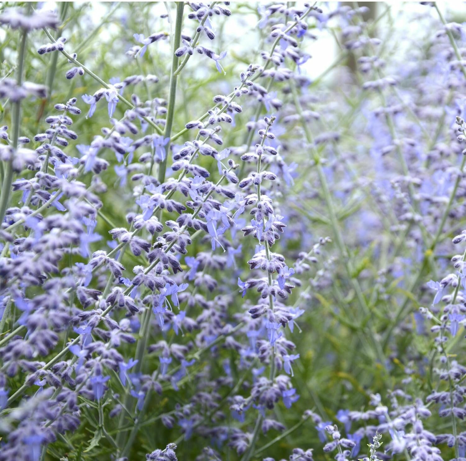 Perovskia Little Lace, Russian Sage, Flowering Plant, Cloud-Like Lavender Blooms on Silvery Foliage in the Form of a Drought-Tolerant Plant, Container Size: 4.5"