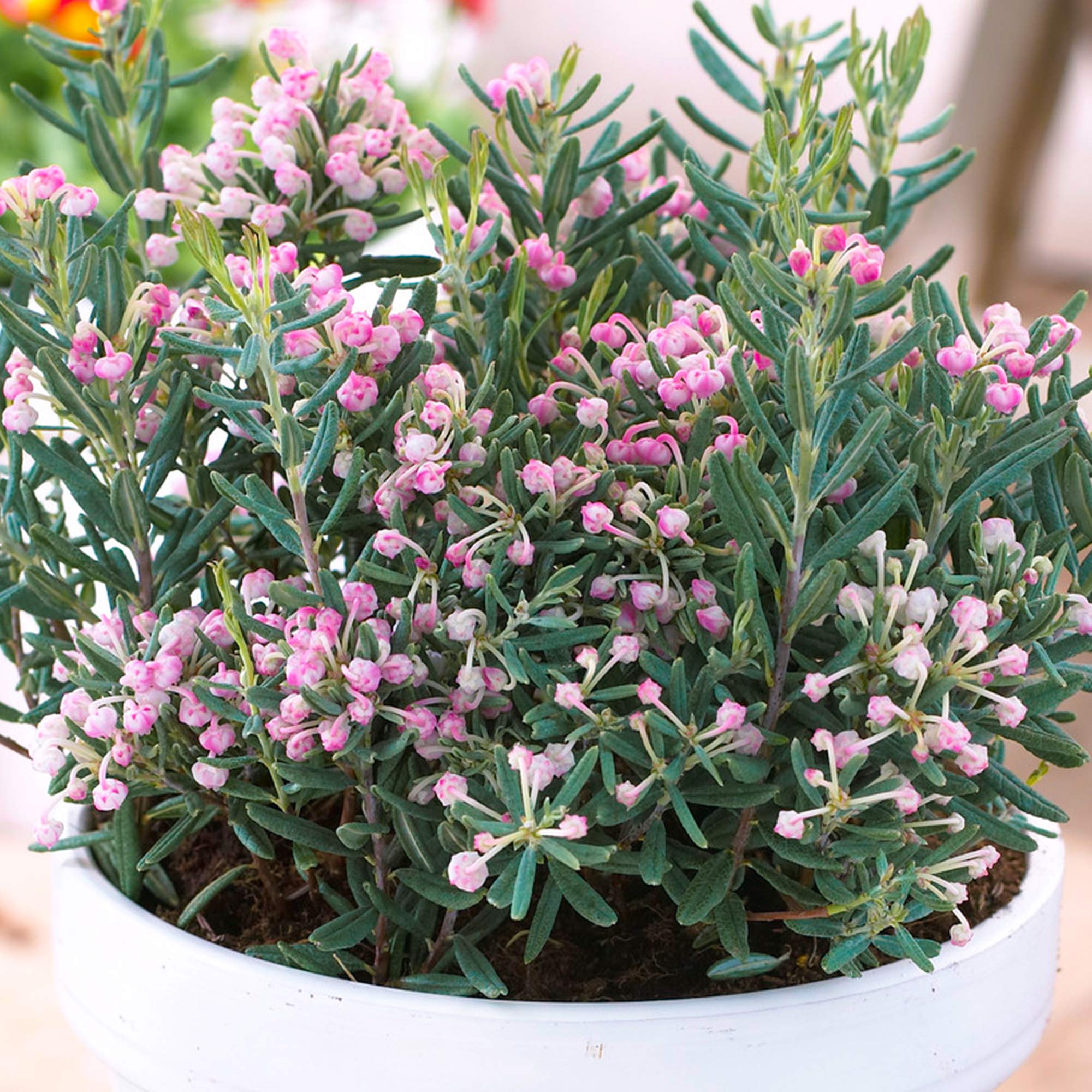 Andromeda polifolia Blue Ice - Bog Rosemary | Evergreen Garden Shrub in Pot