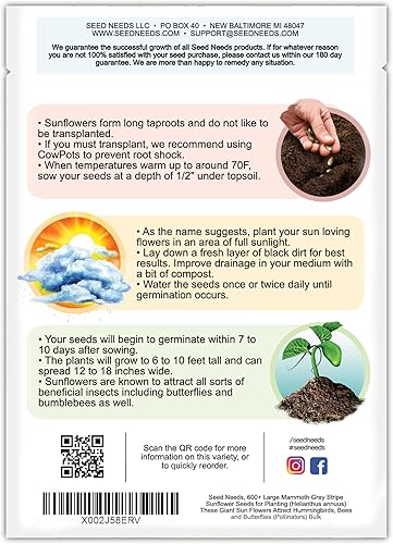 Miniatura 2 de Seed Needs Más de 300 semillas de girasol grandes a rayas grises de mamut para plantar Helianthus annuus Estas flores gigantes de sol atraen