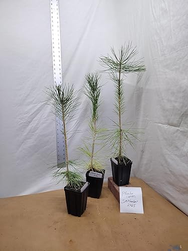 Pino negro japonés Árbol de 1 año en maceta de vivero. Pinus thunbergii. Pino Thunbergiana. Pino verde. Listo para paisaje o bonsái