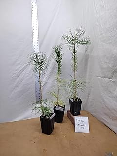 Japanese Black Pine 1 Year Old Tree in Nursery Pot. Pinus thunbergii. Thunbergiana Pine. Green Pine. Landscape or Bonsai Ready