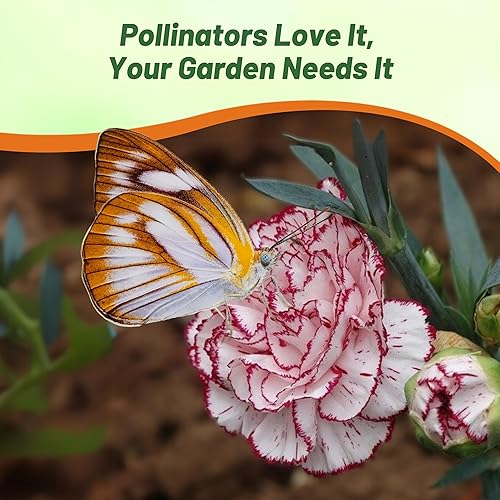 Miniatura 6 de Outsidepride Dianthus Caryophyllus Carnation Raspberry Ripple Cut Flower GardenPlant Semillas