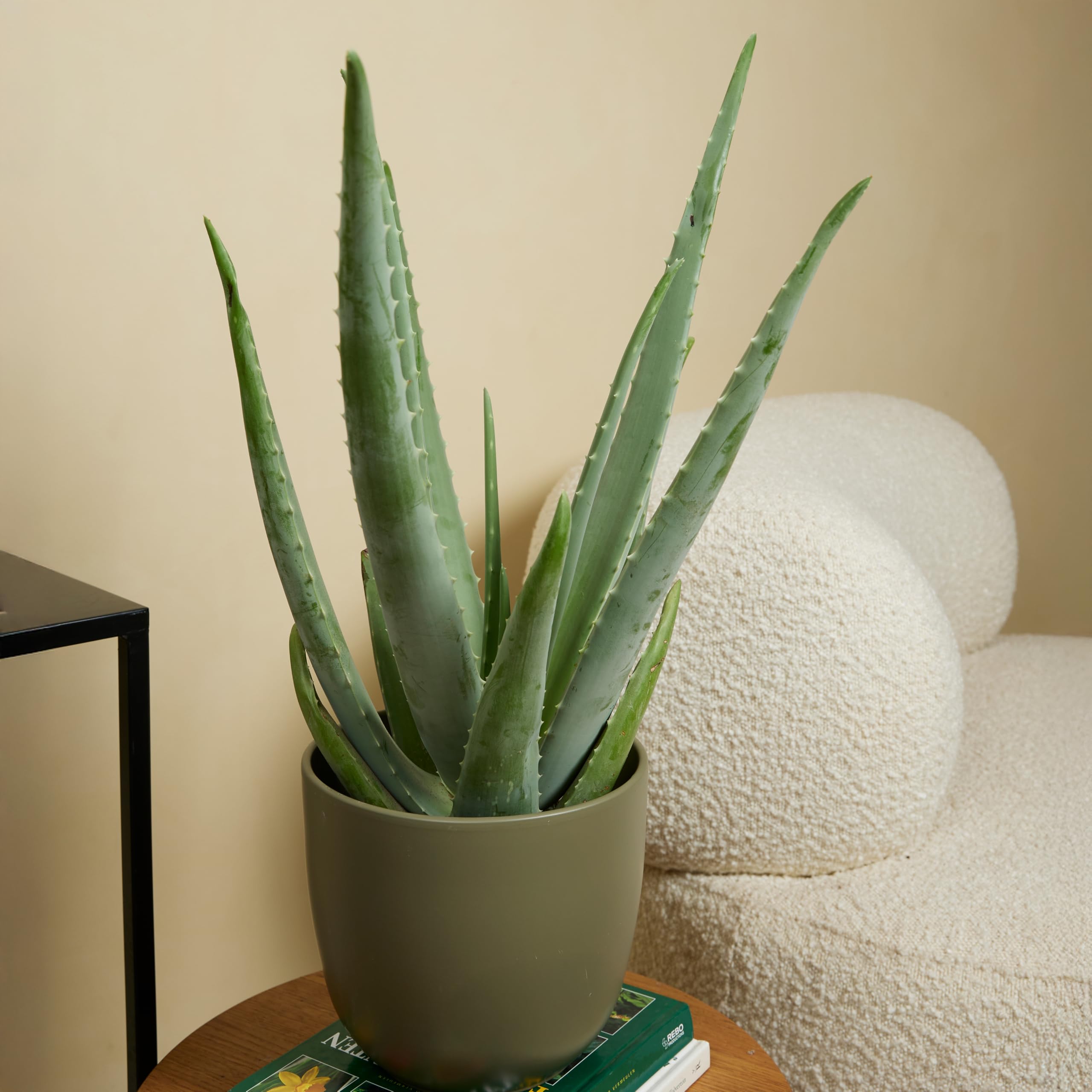 Bloomique - Set di 2 - Pianta di Aloe vera - Pianta da interno - Pianta grassa - Succulenta - Molto facile da curare - Alte 50-60 cm - Vaso 17 cm