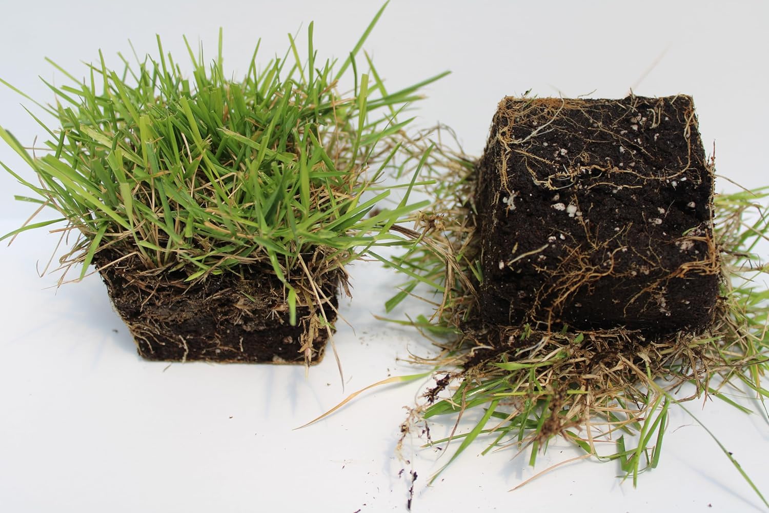 Generic Innovation Zoysia Sod Plug-18 Pack, Green