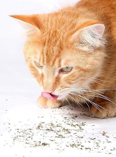 Miniatura 8 de Purple Haze Hierba gatera, mezcla premium segura para gatos, infundida con la máxima potencia por la que tu gatito seguramente se volverá loco