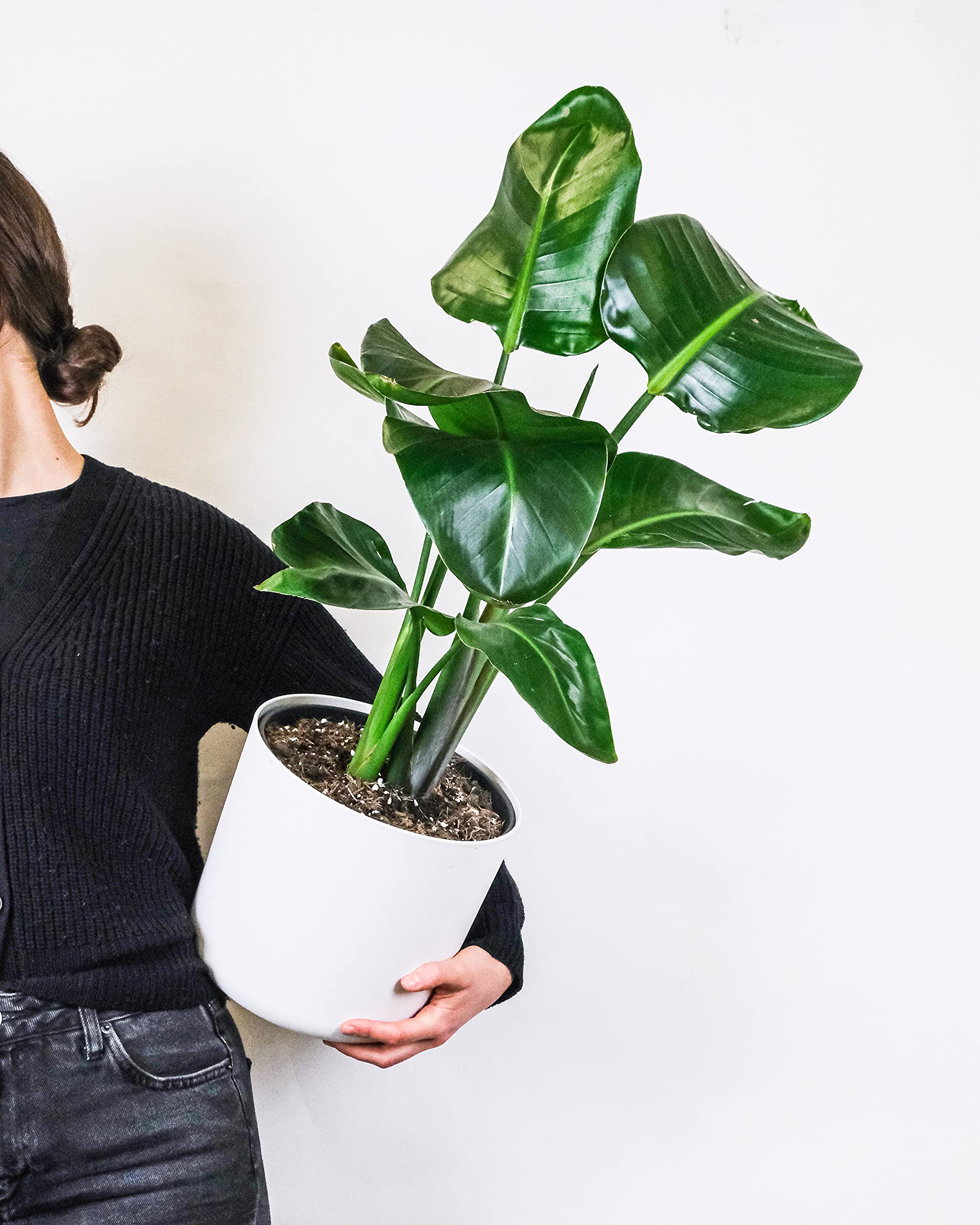 Philodendron 'Congo Millions' - Indoor plant in nursery pot 19 cm - 70-80  cm : Amazon.nl: Garden