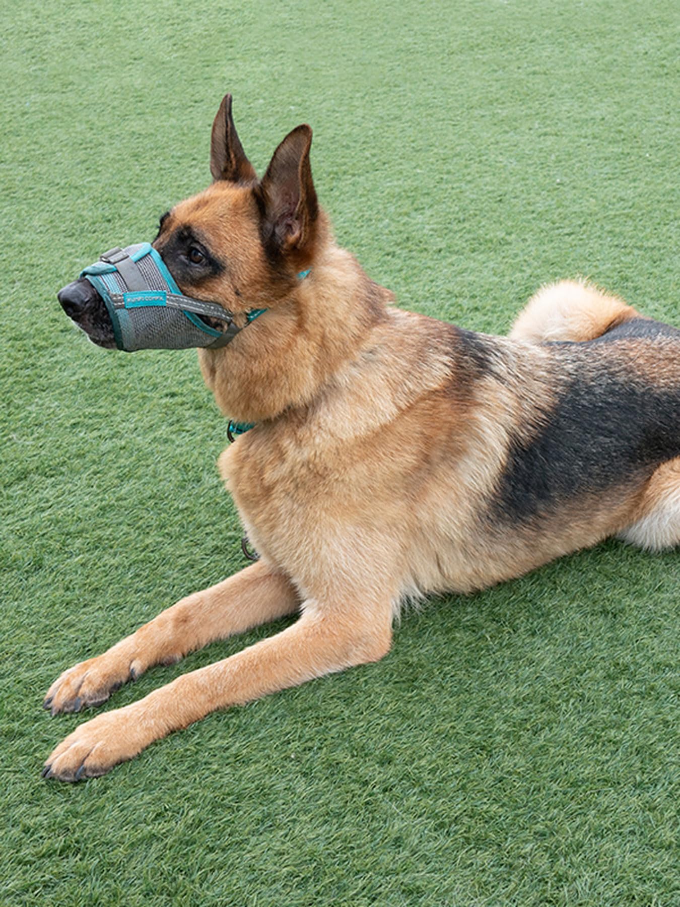 Bozal para Perro/Bozal con Cinta de Nailon,con Cinta Reflectante y Acolchado de Tela Suave,Entrenamiento,M-XXL,Negro,Perro