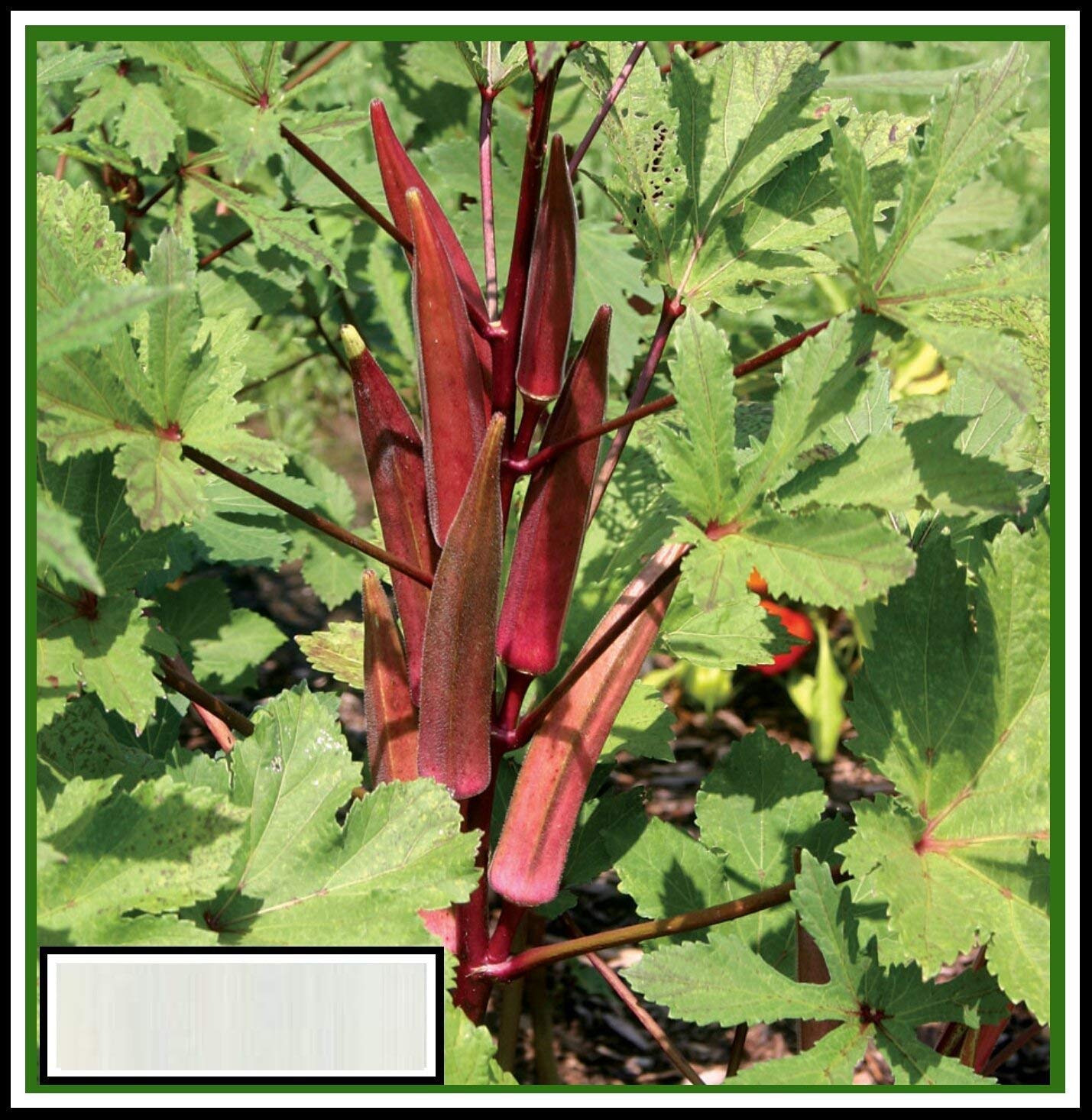 Vibex-® VXI-502-Ladyfinger Okra (Bhindi/Bhendi) Seeds No.10 Variety (B08RDDKYSG) Amazon Price History, Amazon Price Tracker