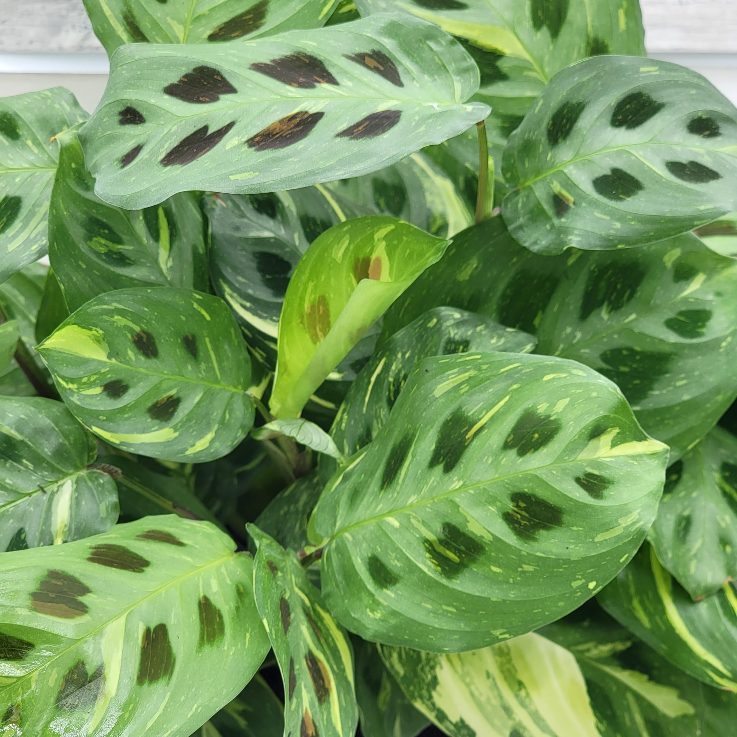 Amazon.com : Maranta Green Rabbit's Foot Prayer Plant in 3 inch Nursery  Plant Pot Live Rare Exotic Tropical Indoor House Plants Easy to Grow  Housewarming Gift Decoration Gift for Home or Office
