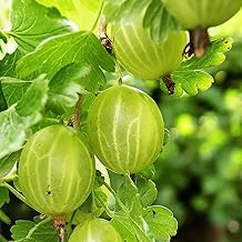Carbeth Plants Gooseberry Fruit Bush in 9cm Pot - Ribes Uva Crispa Hinnonmäki - Hardy Gooseberry Plants in Red, Green or Mixed Varieties (Green Gooseberry, 1)