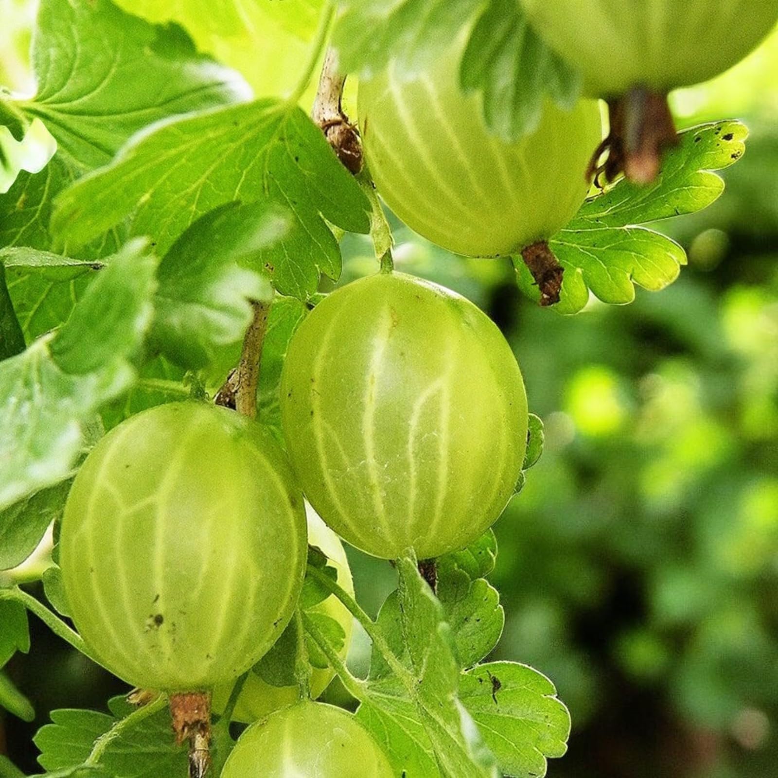 Carbeth Plants Gooseberry Fruit Bush in 9cm Pot - Ribes Uva Crispa Hinnonmäki - Hardy Gooseberry Plants in Red, Green or Mixed Varieties (Green Gooseberry, 2)