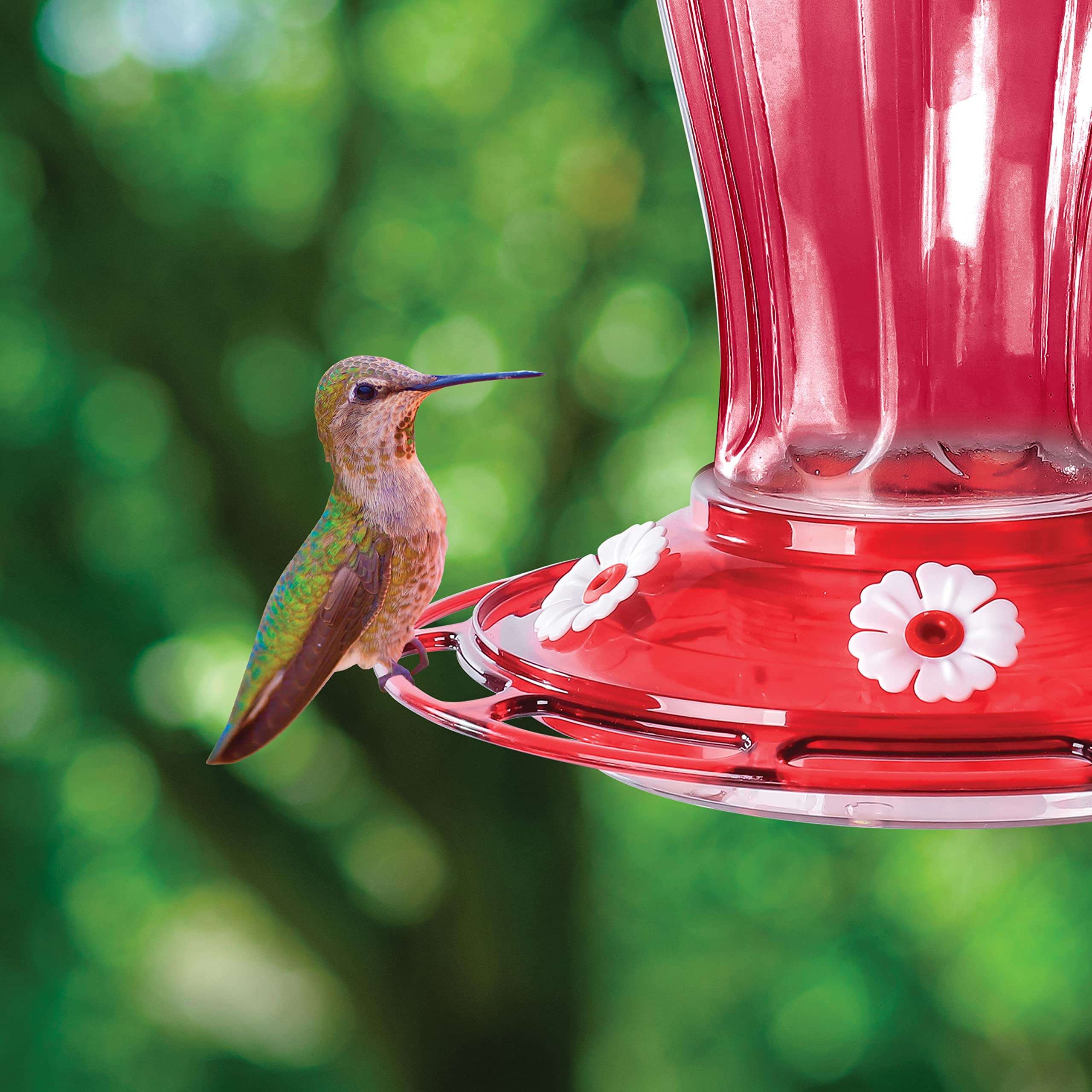 小物入れ JAY STRONGWATER HUMMINGBIRD Sun Joe SJ-WBFG-RED Wild Humming Bird Buffet Glass Feeder, W