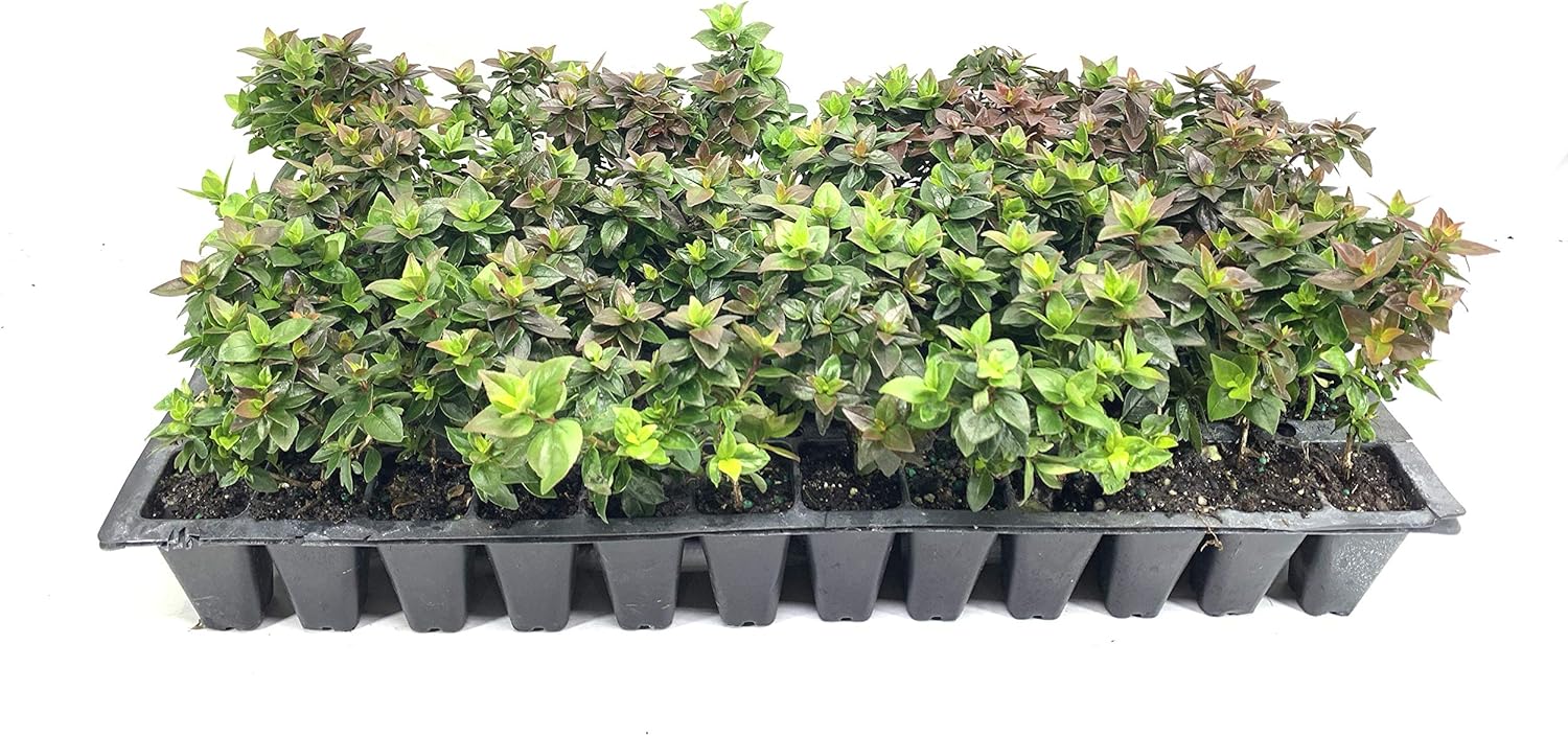 Abelia Chinensis Rose Creek - 10 Live Plants - Flowering Deer Resistant Butterfly Attracting Shrub